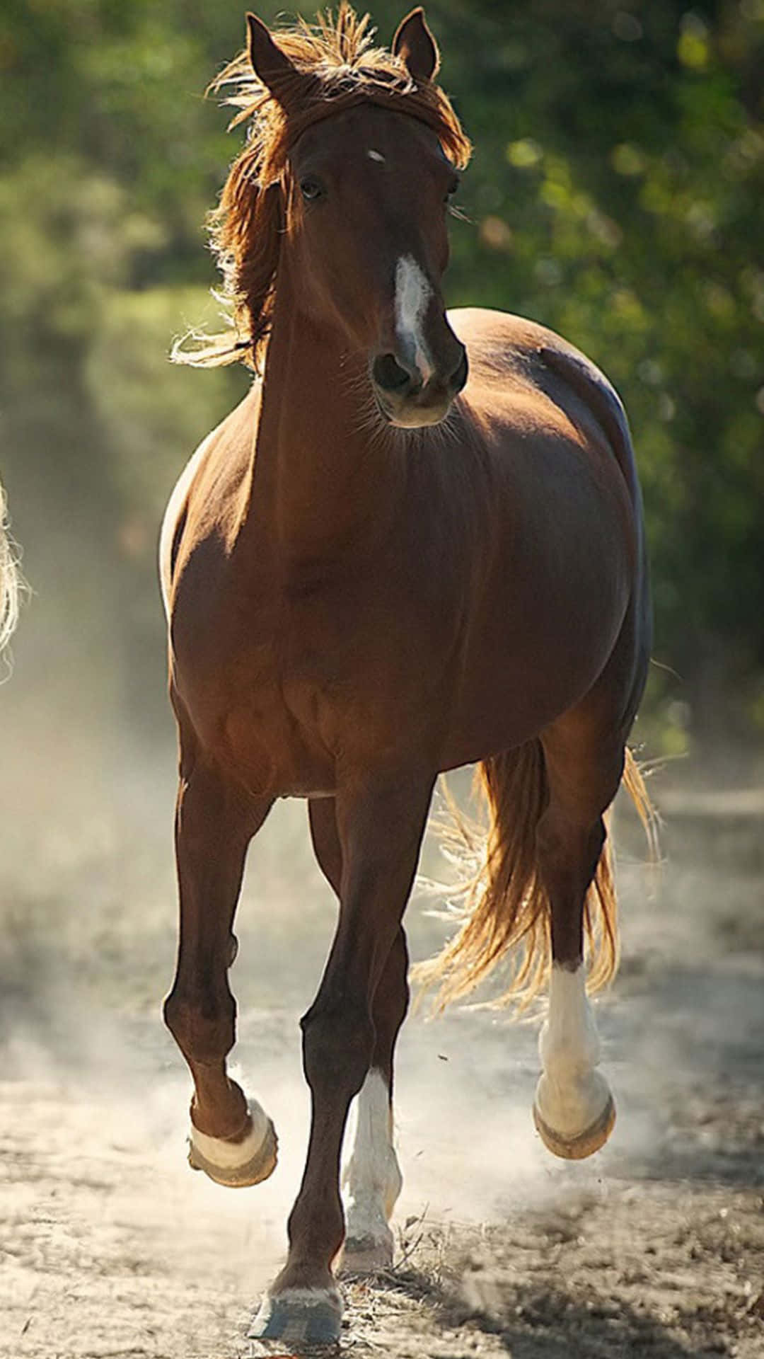 chestnut horse, white socks, dusty terrain, Full HD Phone Wallpaper