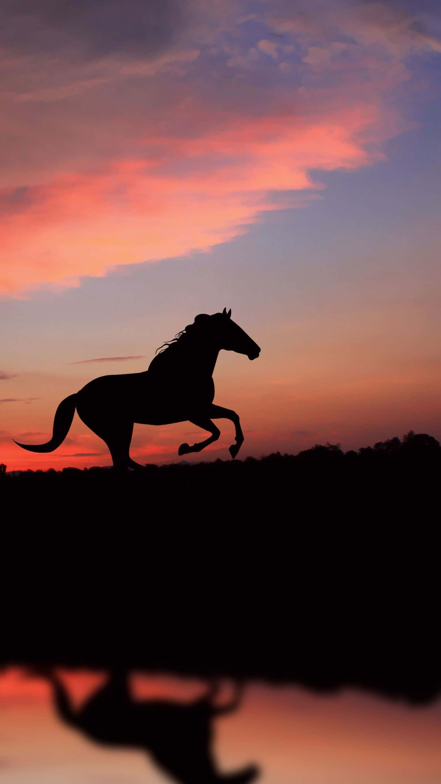 beautiful horse iphone, white horse, sunset sky, 2K Phone Wallpaper
