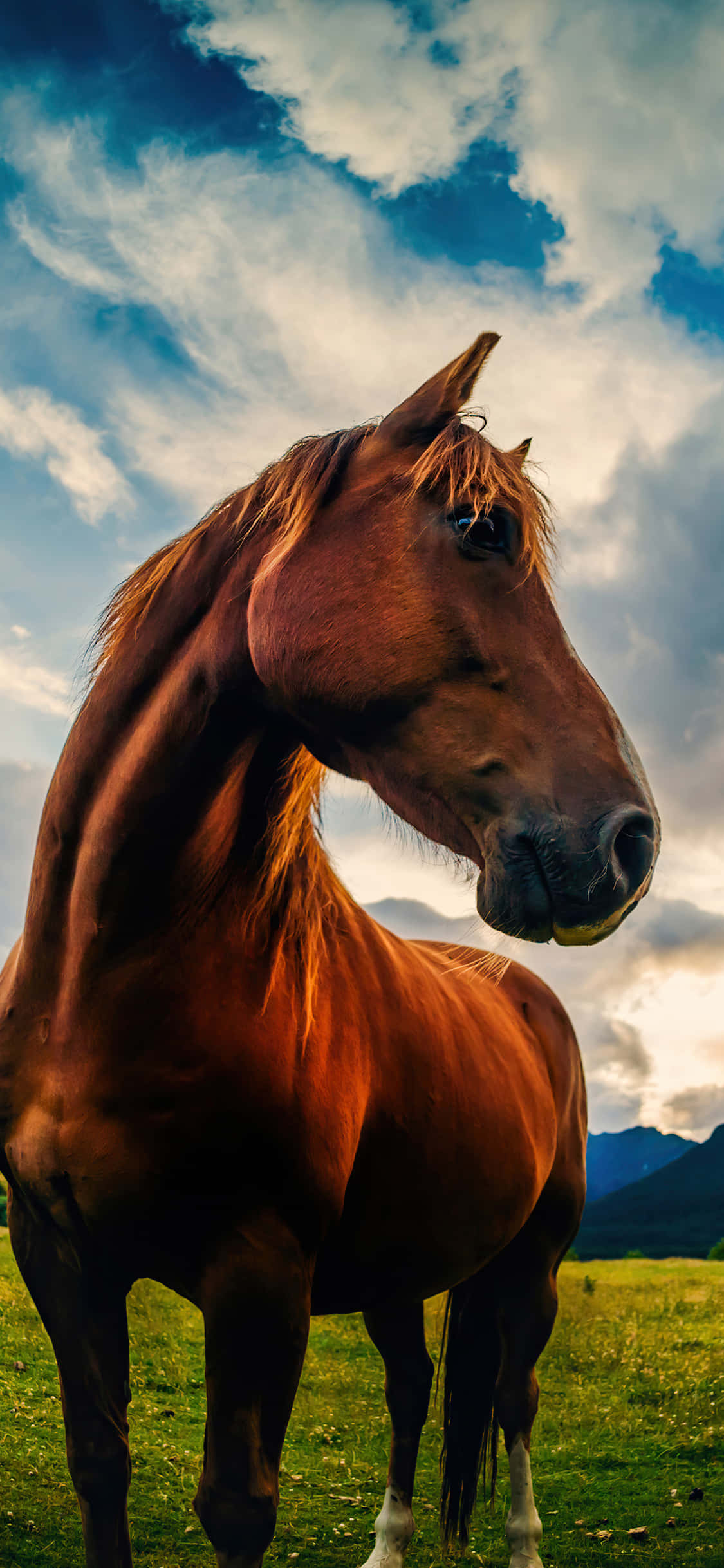 chestnut horse, sunlit meadow, dramatic blue sky, Full HD Phone Wallpaper