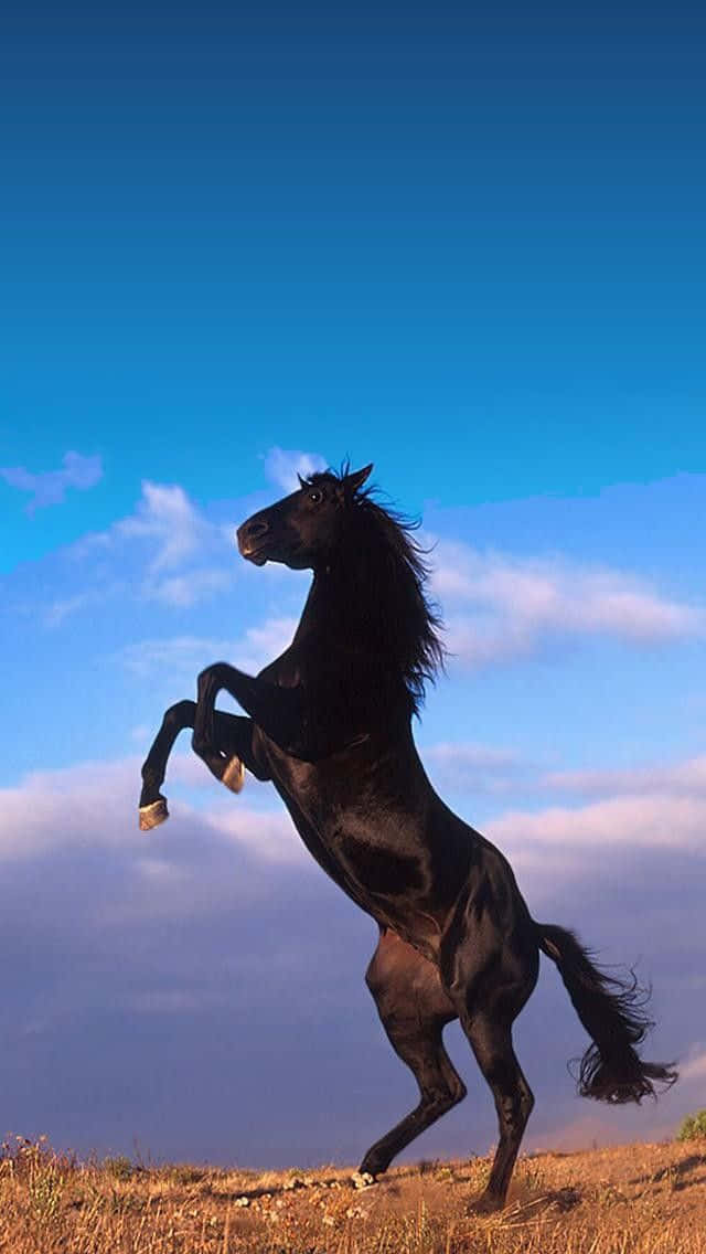 beautiful horse iphone, black horse, sunlit hill, SD Phone Wallpaper