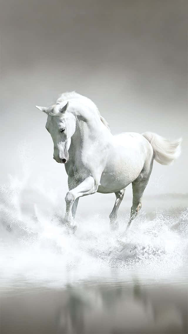 beautiful horse iphone, majestic white horse, shallow water, SD Phone Wallpaper