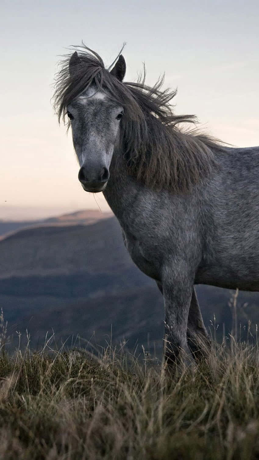beautiful horse iphone, gray wild horse, grazing, HD Phone Wallpaper