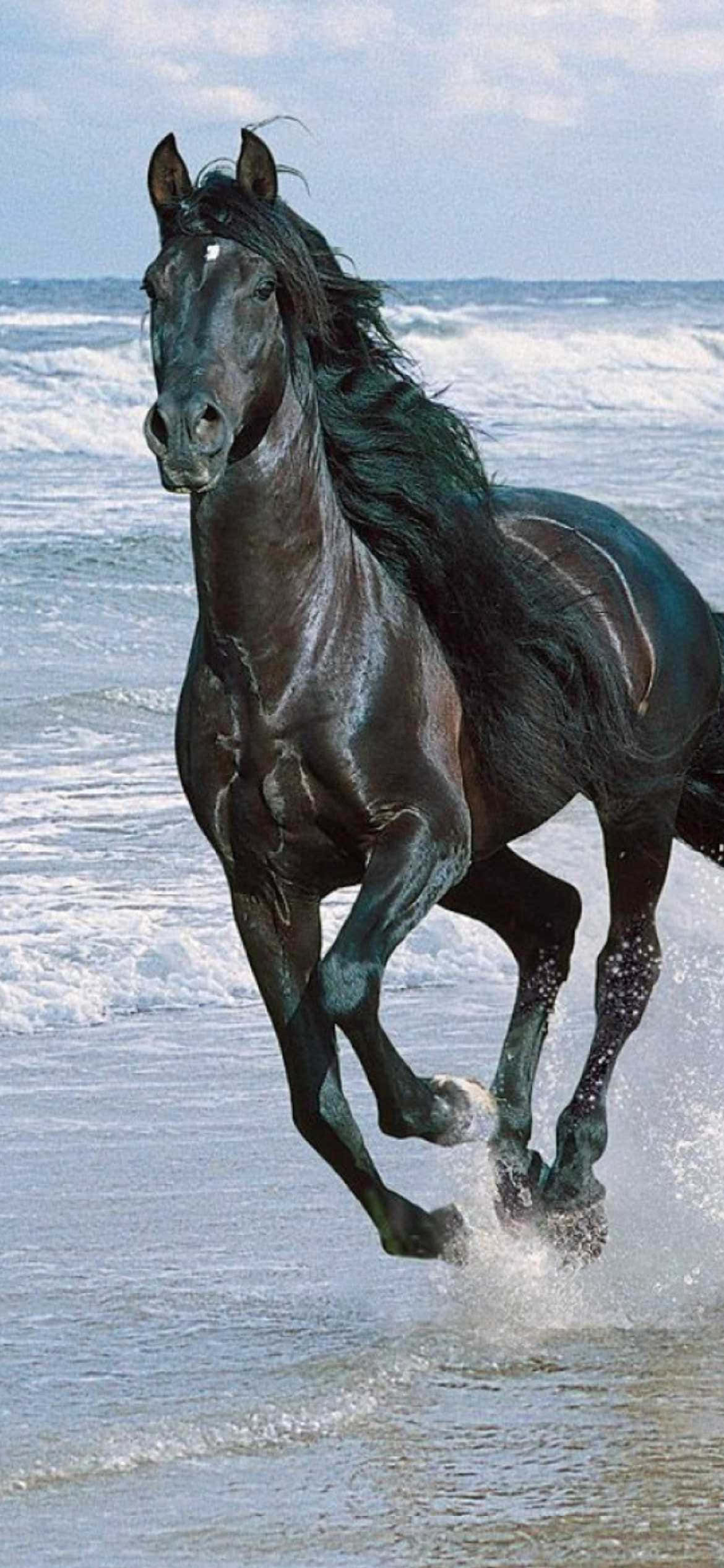 beautiful horse iphone, black horse, ocean surf, Full HD Phone Wallpaper