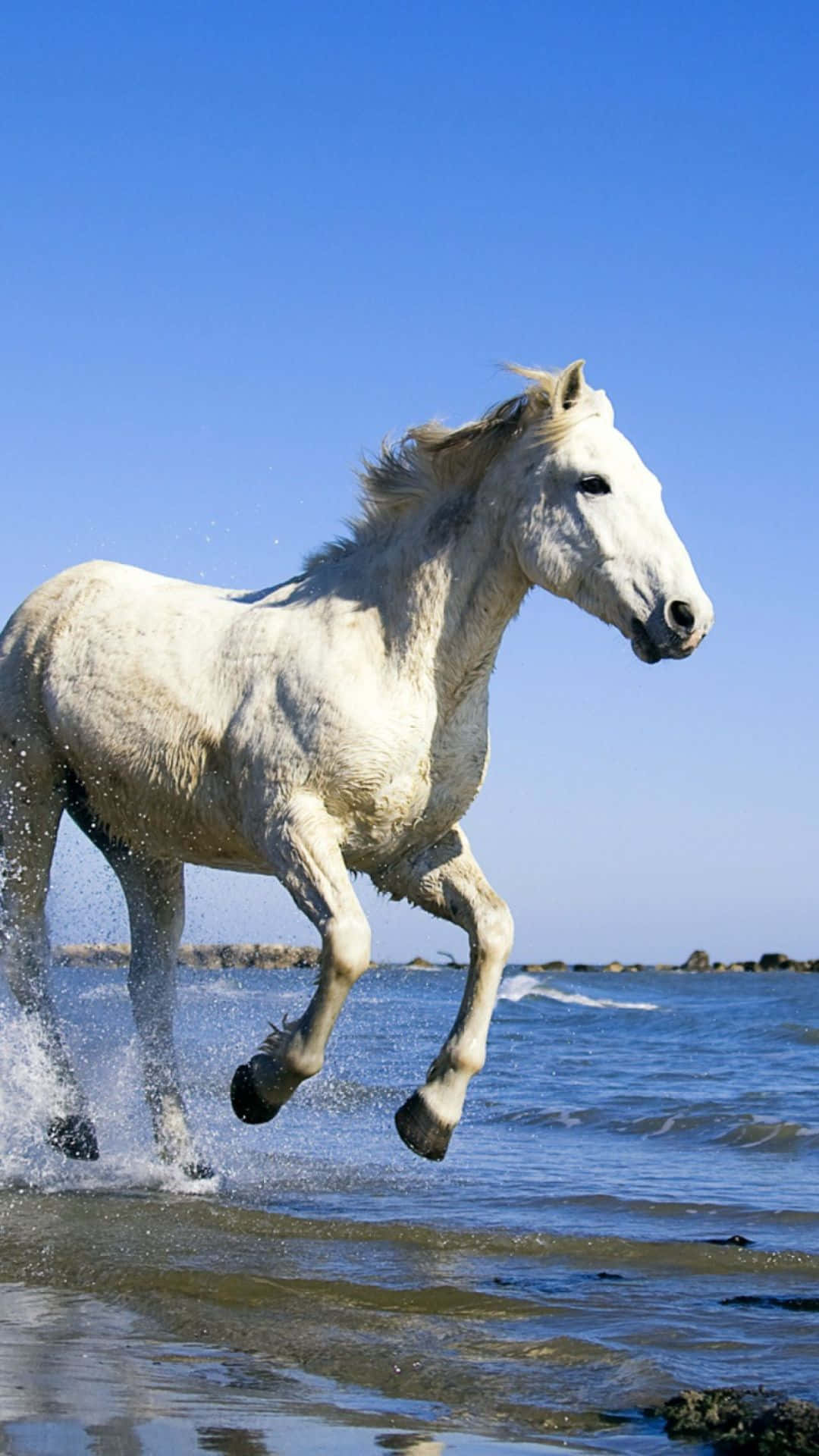 beautiful horse, white horse, ocean water, Full HD Phone Wallpaper