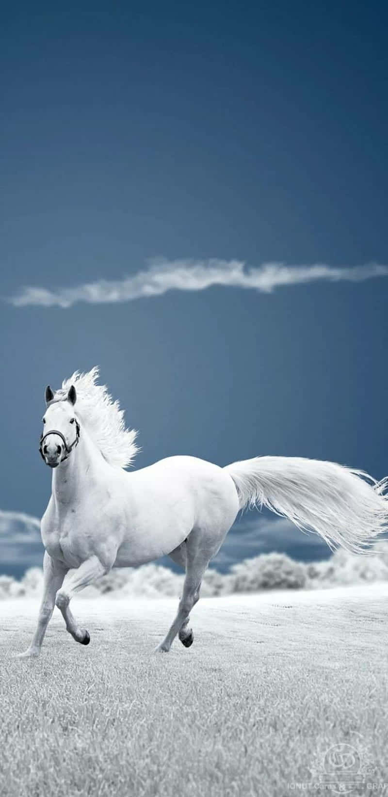 beautiful horse, white horse, windswept beach, HD Phone Wallpaper