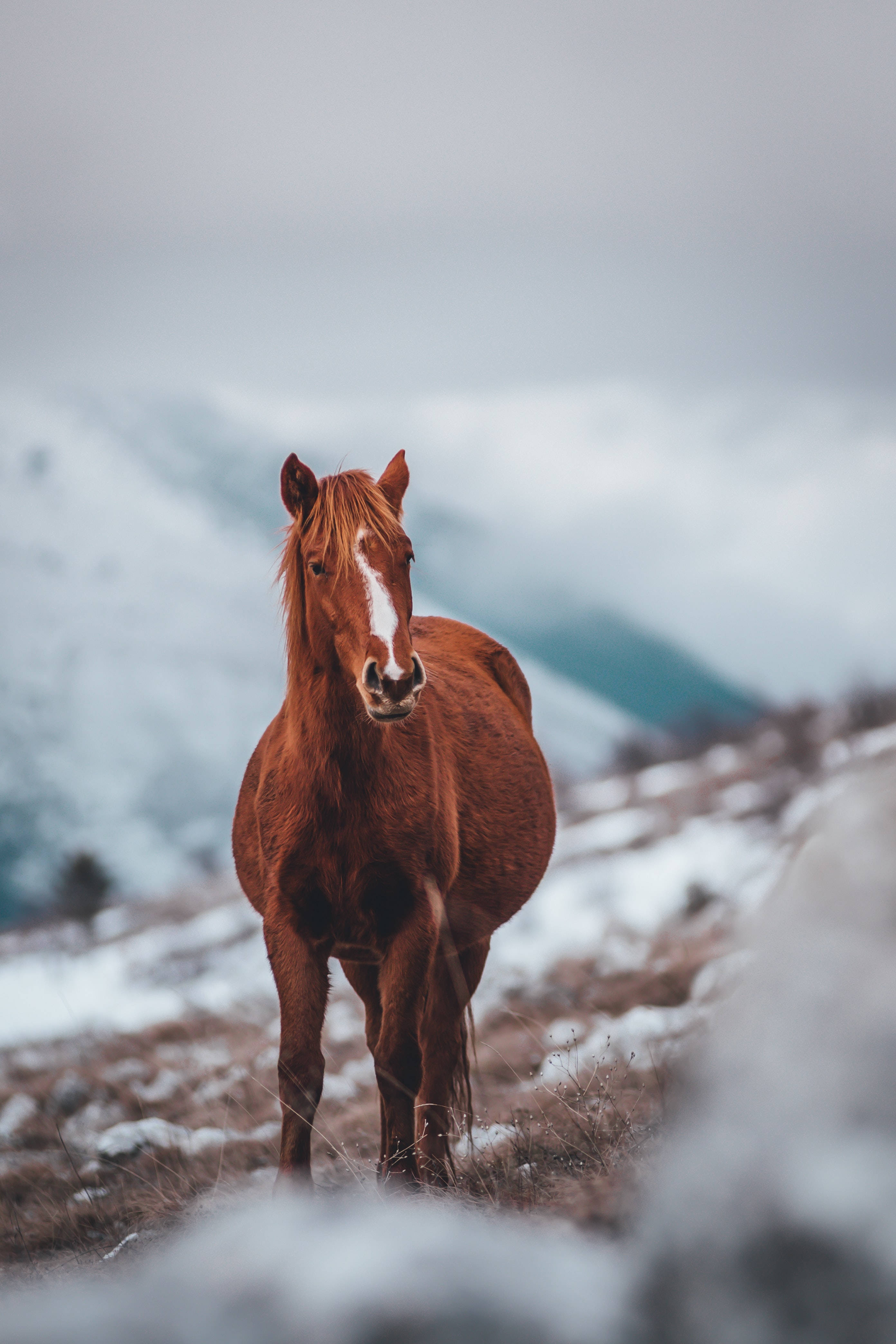 chestnut horse, white blaze, snowy mountain meadow, 4K Phone Wallpaper