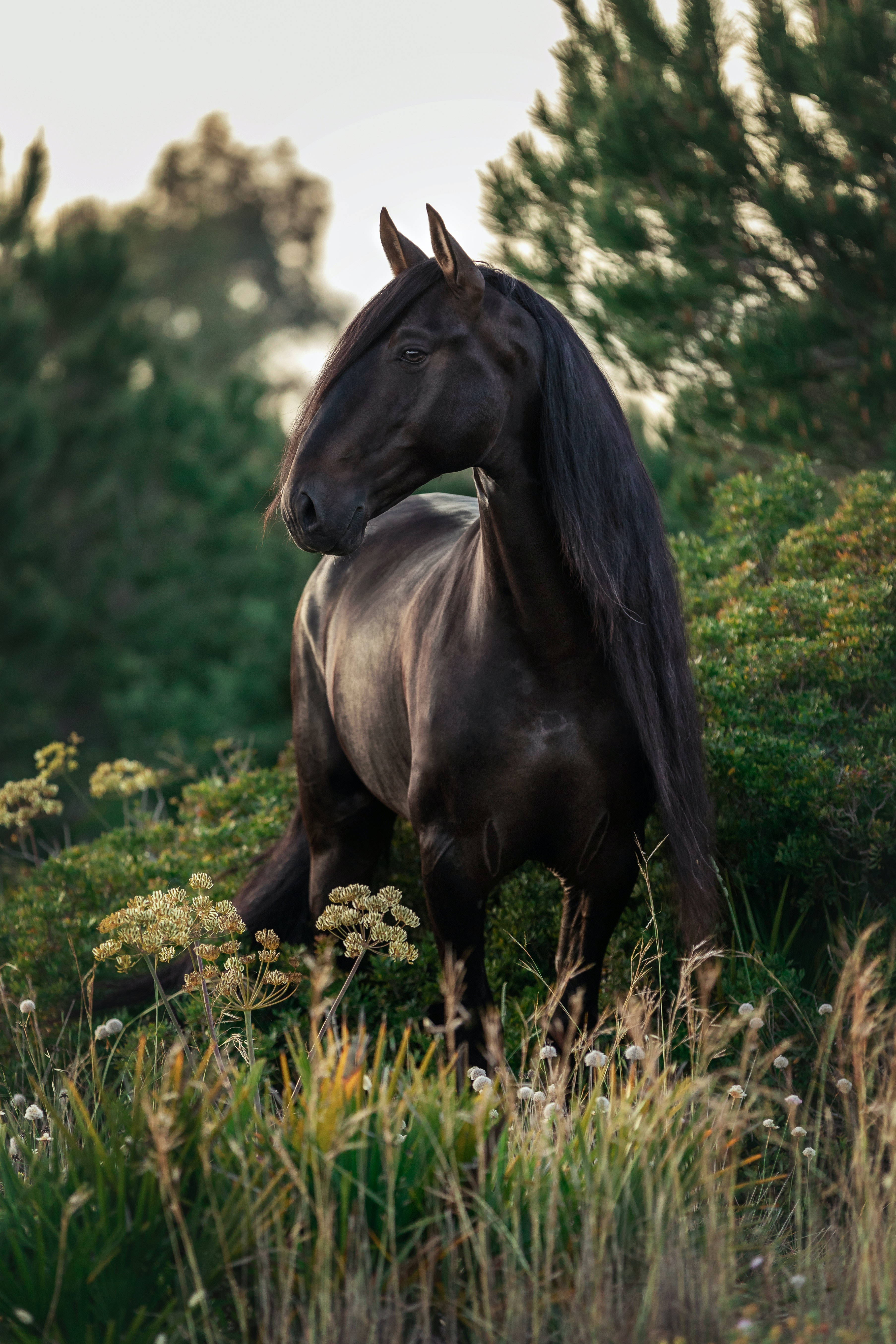black horse, sunlit meadow, tall grasses, 5K Phone Wallpaper