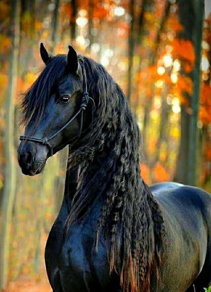 beautiful horse iphone, golden sun, black horse, SD Phone Wallpaper