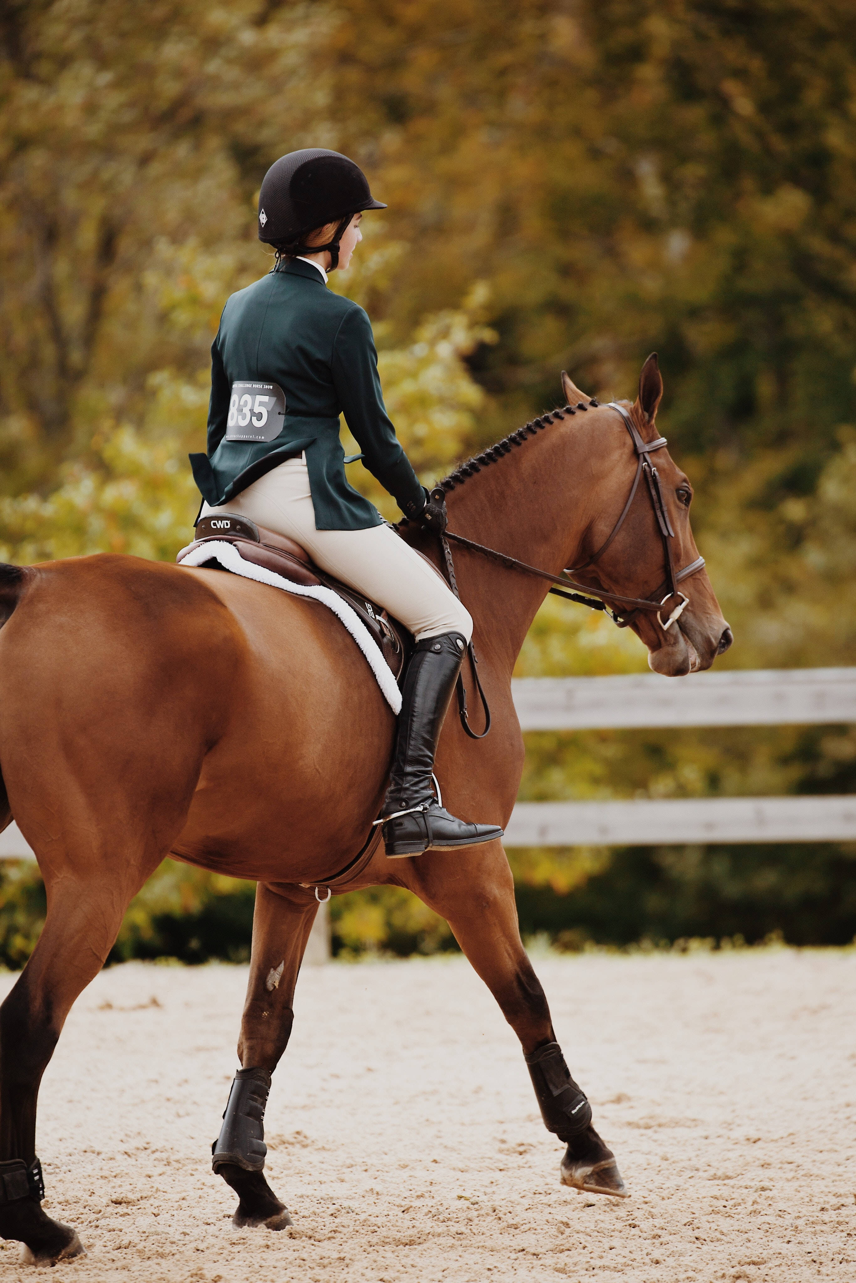 Dressage Horse, chestnut horse, number 135, 4K Phone Wallpaper