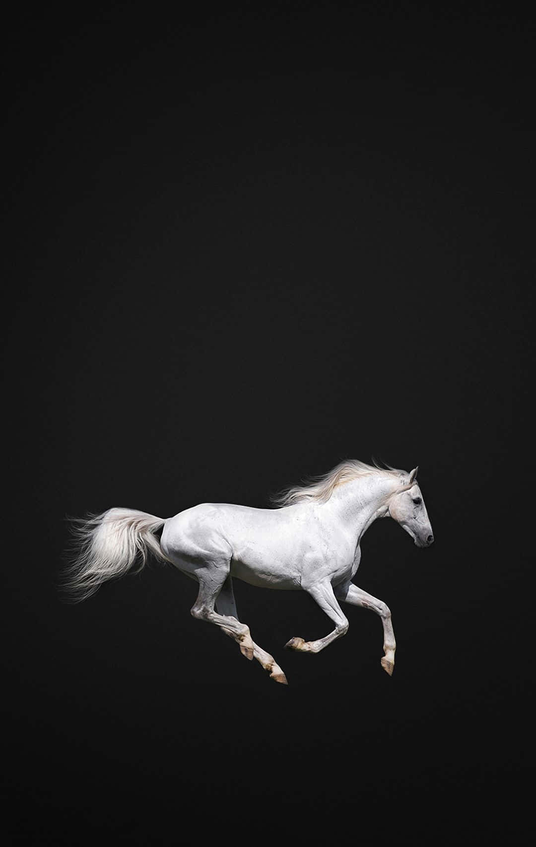 beautiful horse iphone, majestic white horse, sunlit field, HD Phone Wallpaper