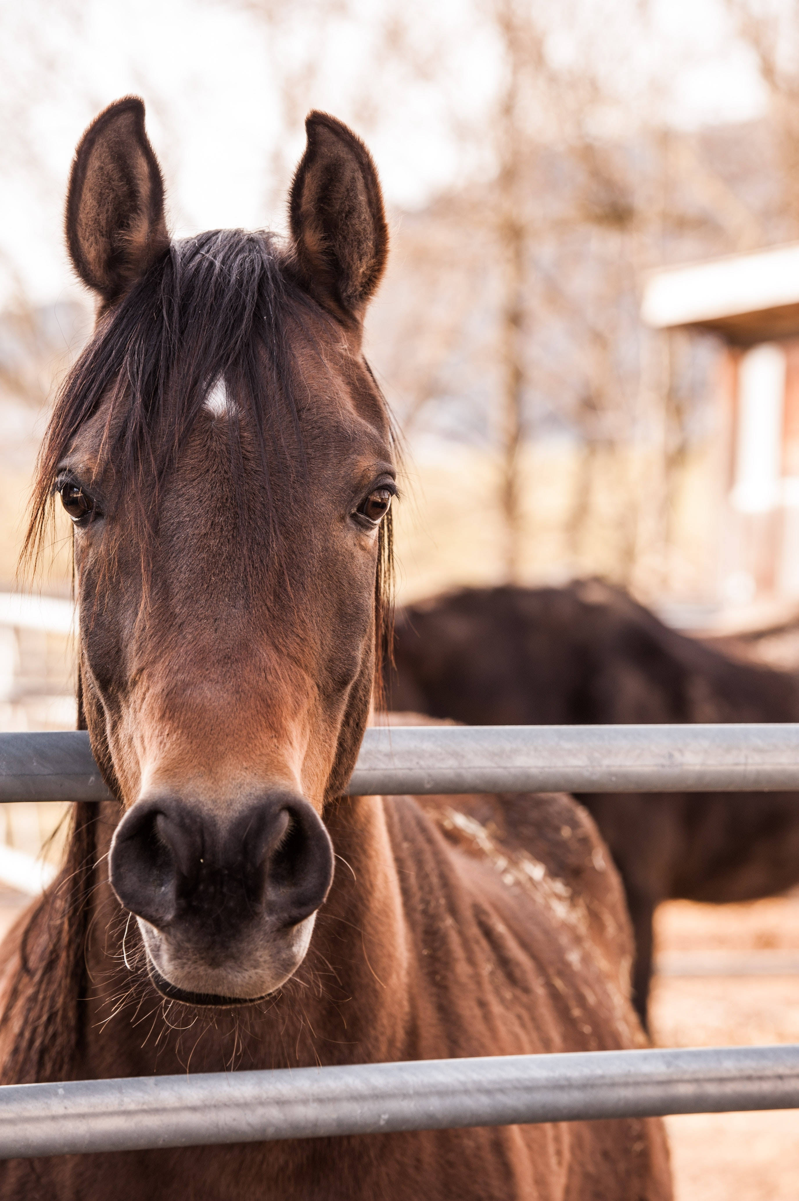 brown horse, white marking on forehead, metal fence, 4K Phone Wallpaper