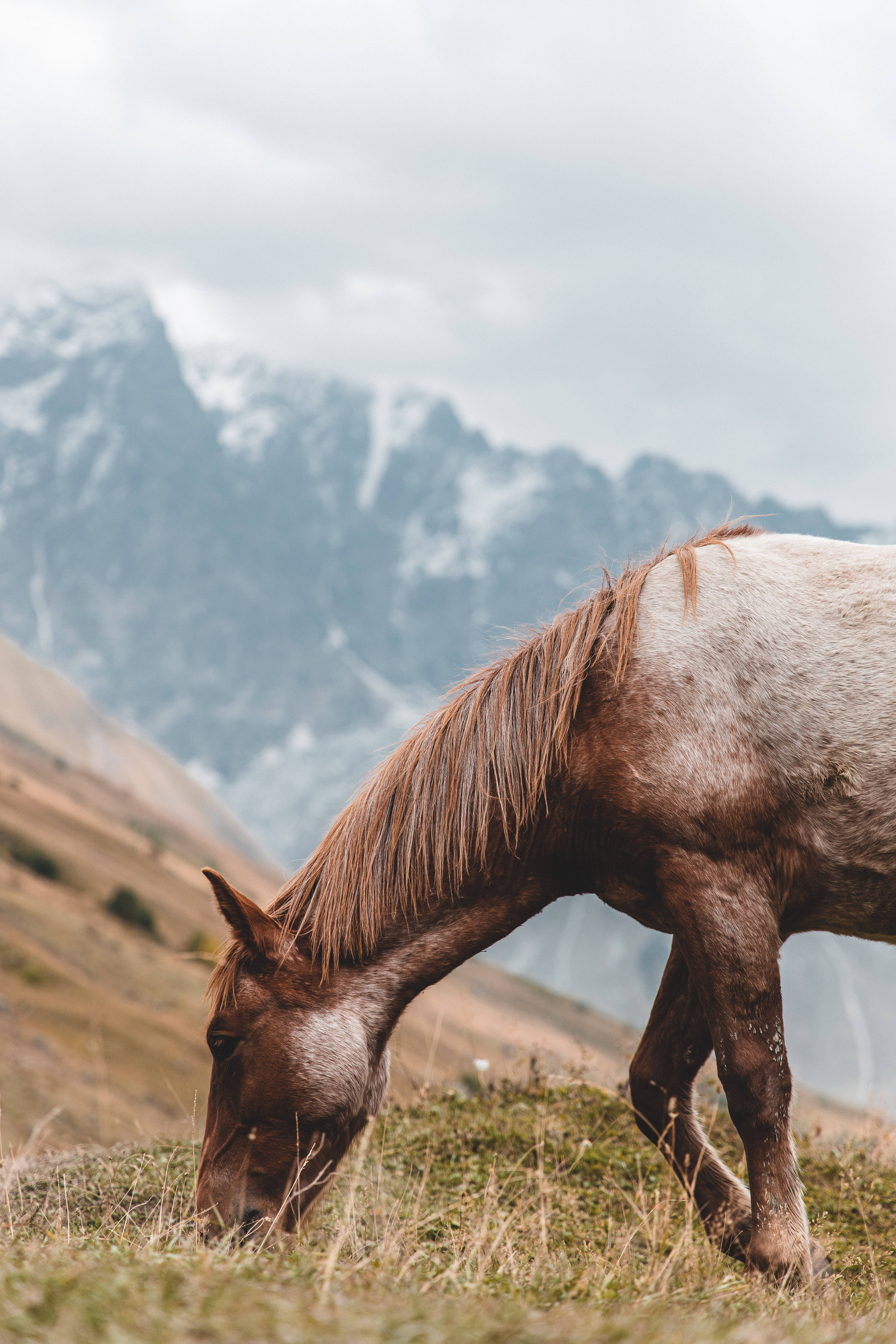 brown horse, grazing, grassy hillside, 5K Phone Wallpaper