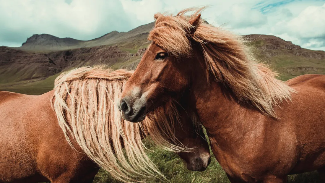 Beautiful Horses