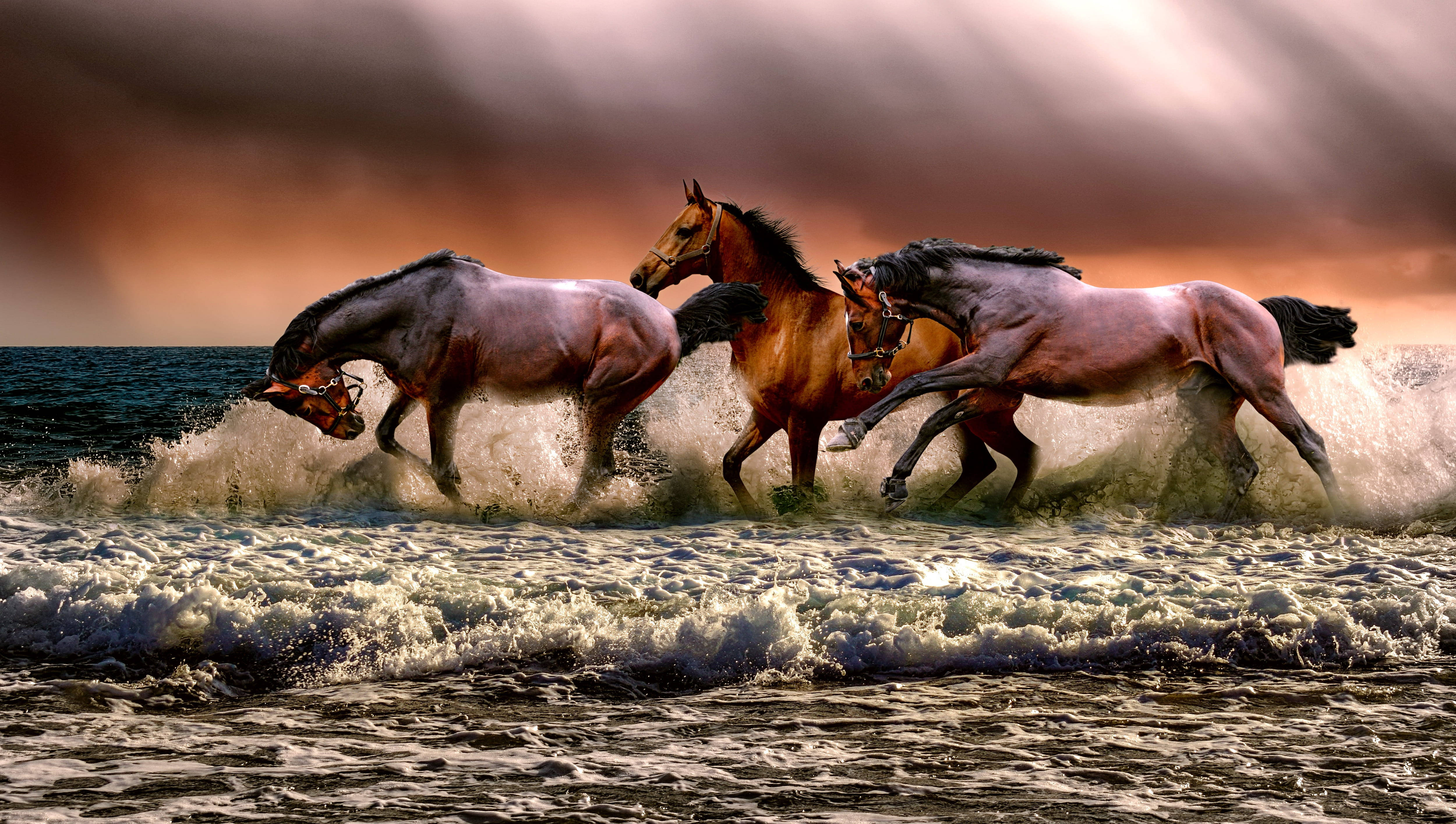 Beautiful Horses, sea, foamy ocean waves, 4K Desktop Wallpaper