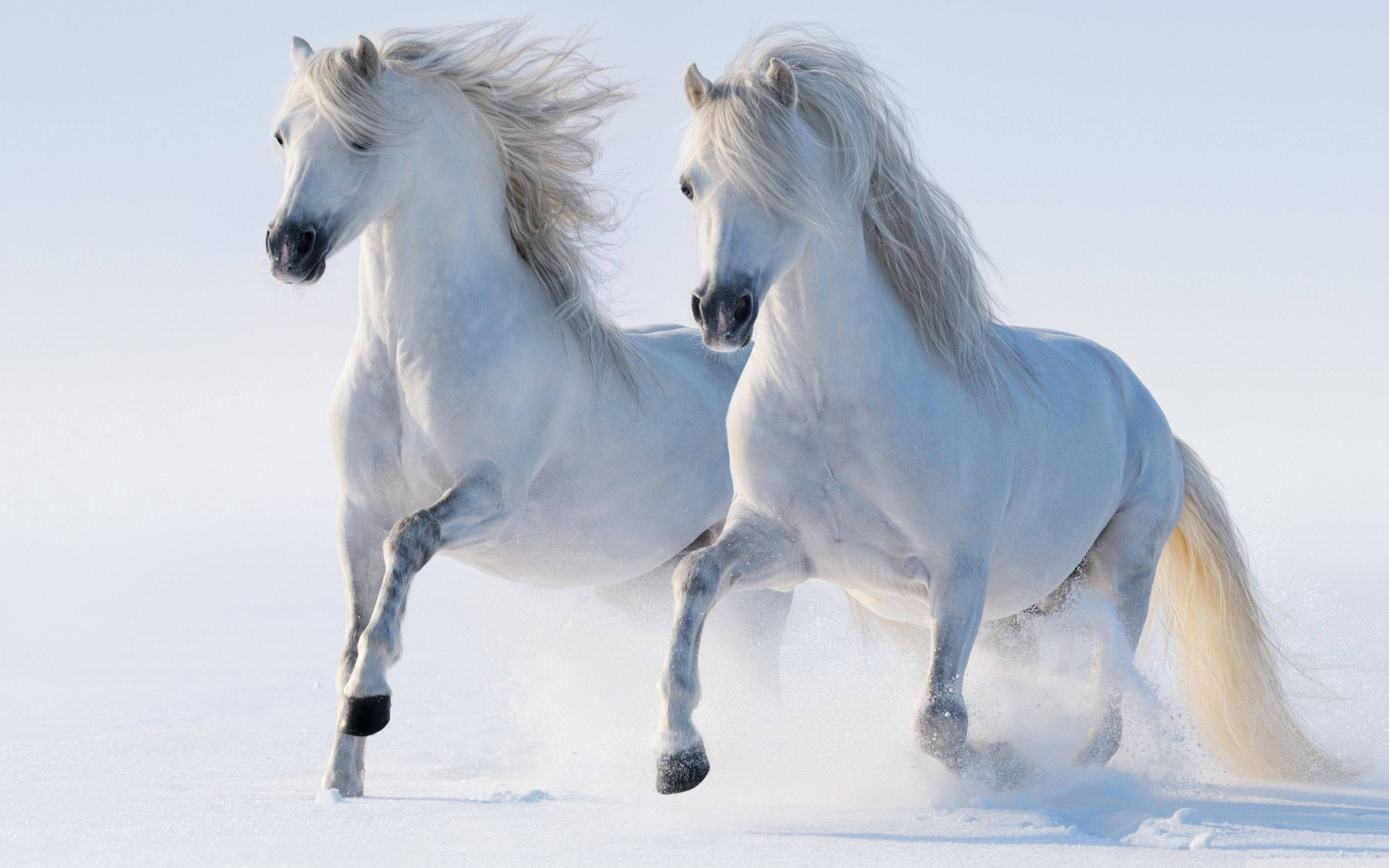 white horses, snowy field, bright sky, 4K Desktop Wallpaper
