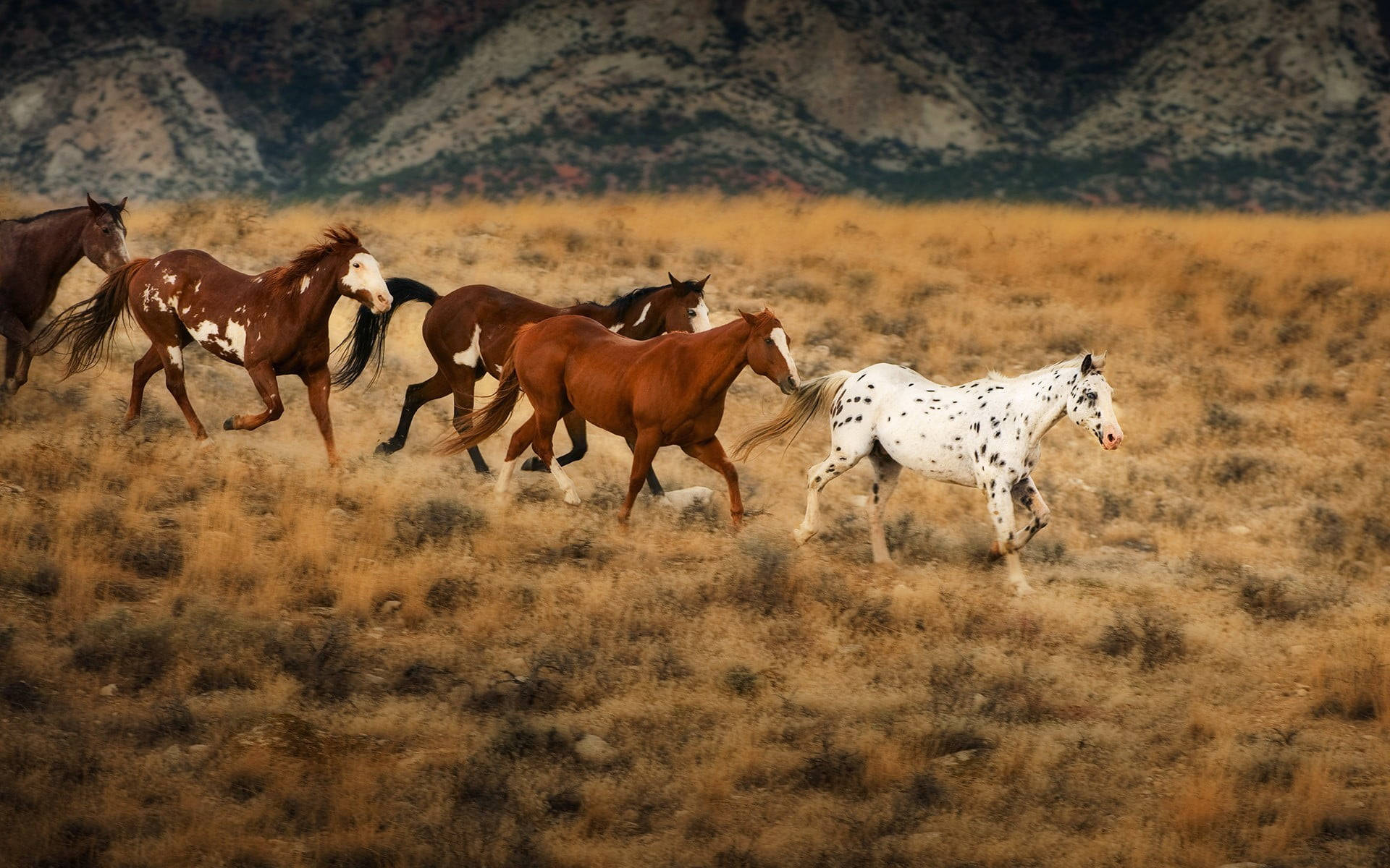 golden grassland, rugged mountains, herd of wild horses, Full HD Desktop Wallpaper