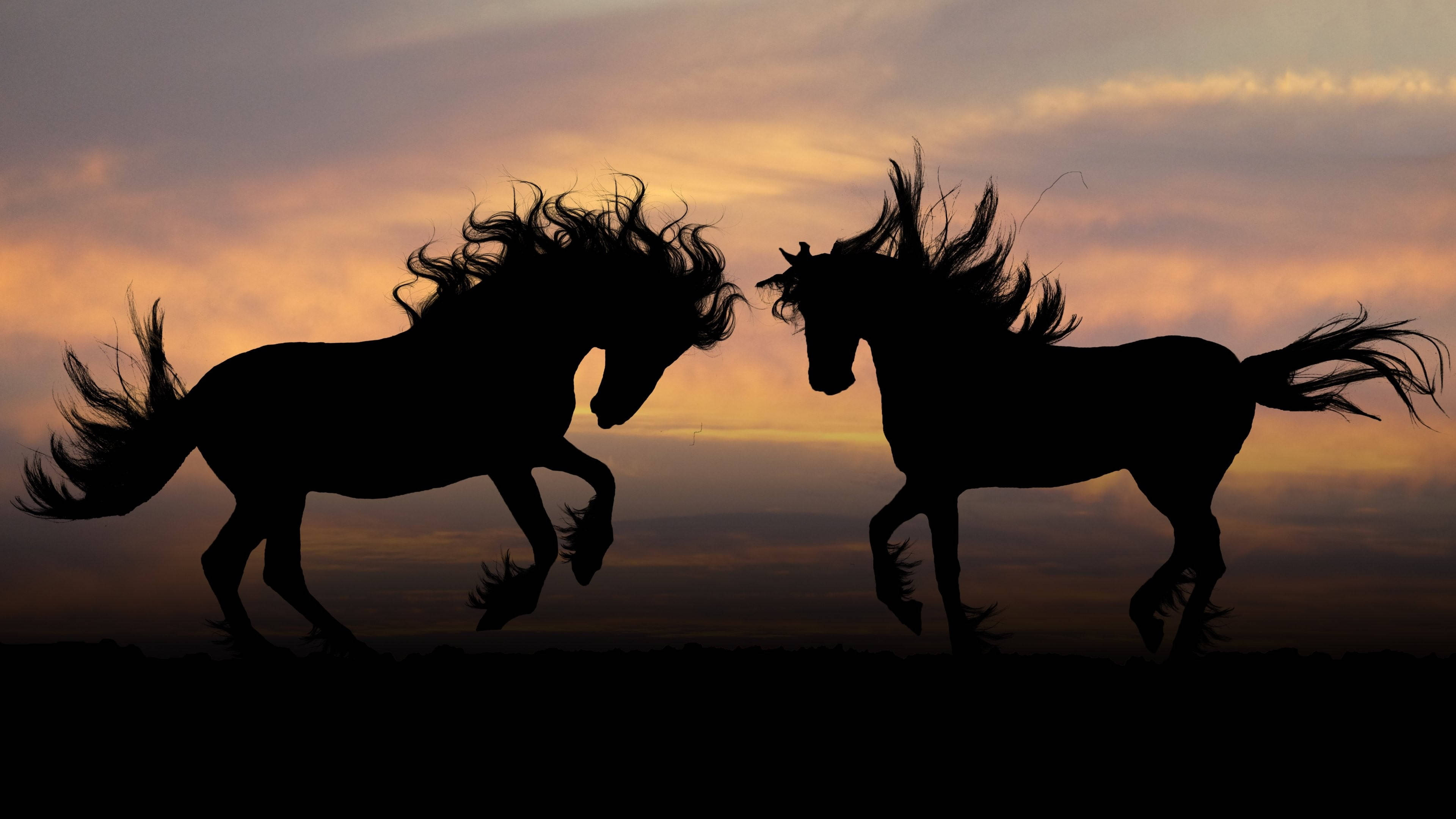silhouette, majestic beautiful horses, vibrant sunset sky, 4K Desktop Wallpaper