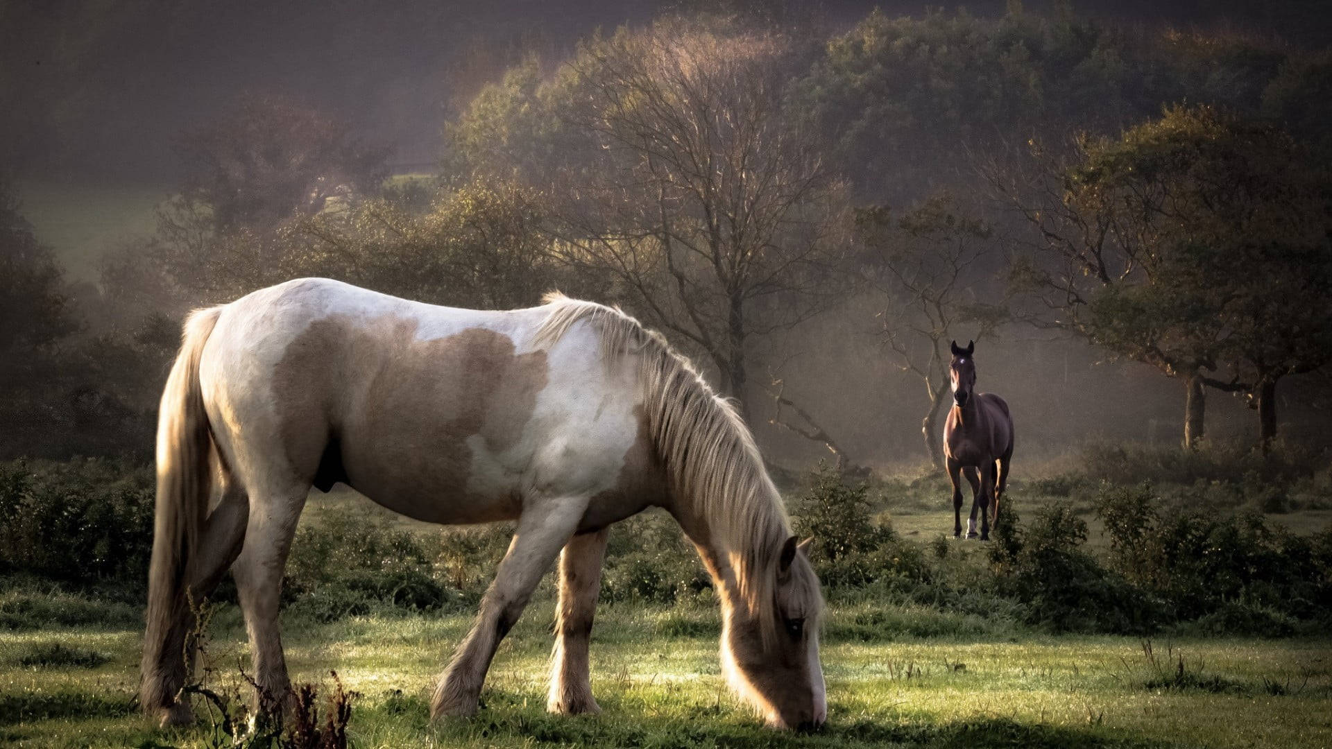 dappled horse, sunlit meadow, misty background, Full HD Desktop Wallpaper