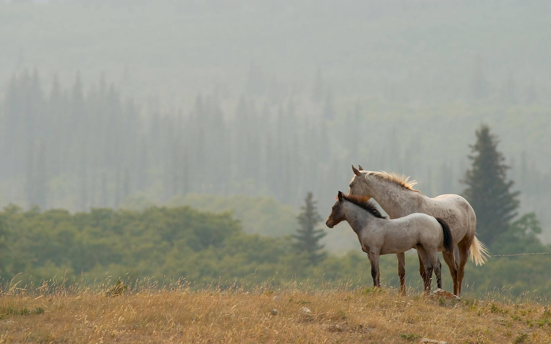 gray horses, misty hillside, forested valley, Full HD Desktop Wallpaper