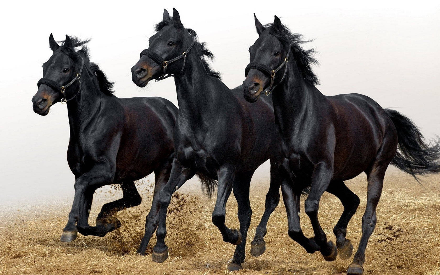 three black beautiful horses, black horses, dry grass, HD Desktop Wallpaper