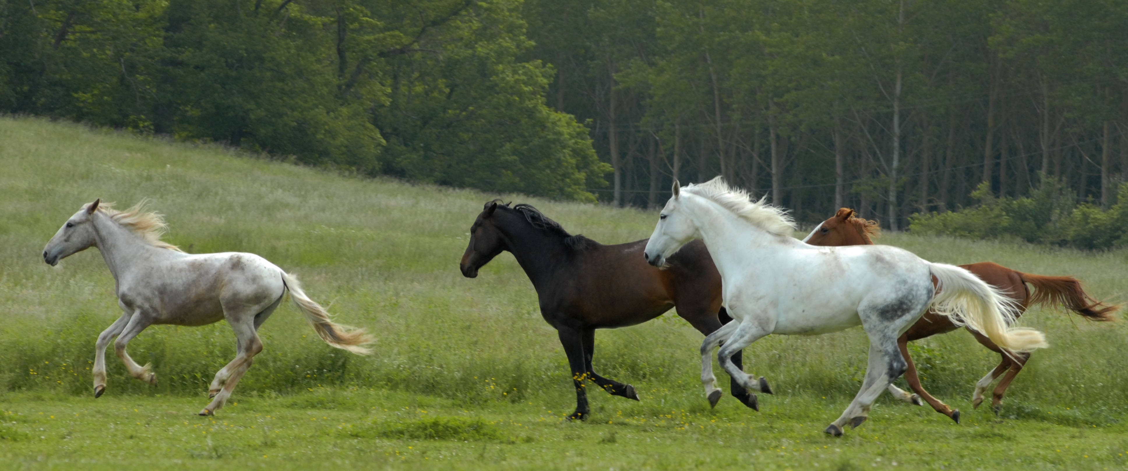 horses, lush green meadow, dense forest, 4K Desktop Wallpaper