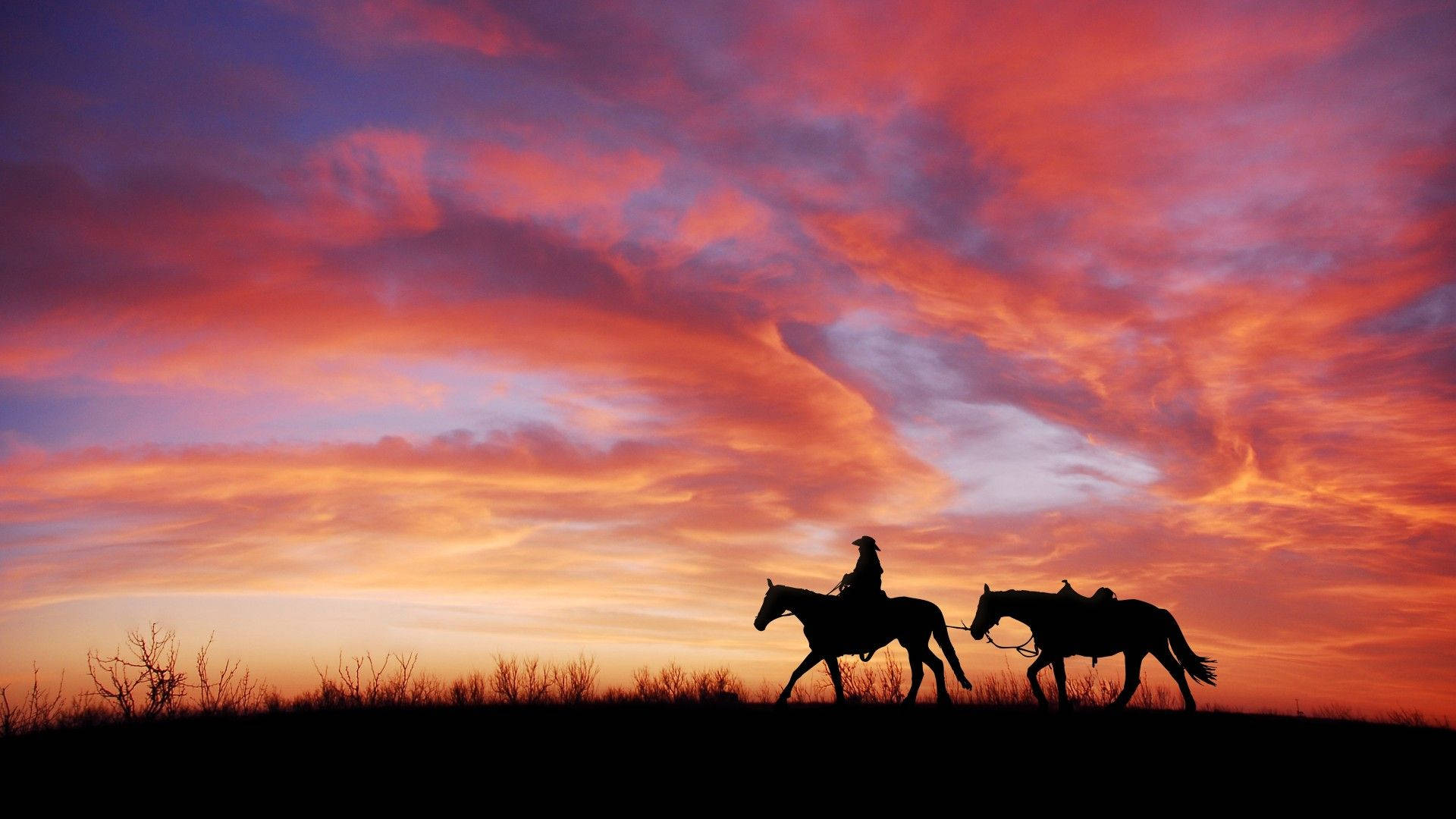 silhouette, man, beautiful horses, Full HD Desktop Wallpaper
