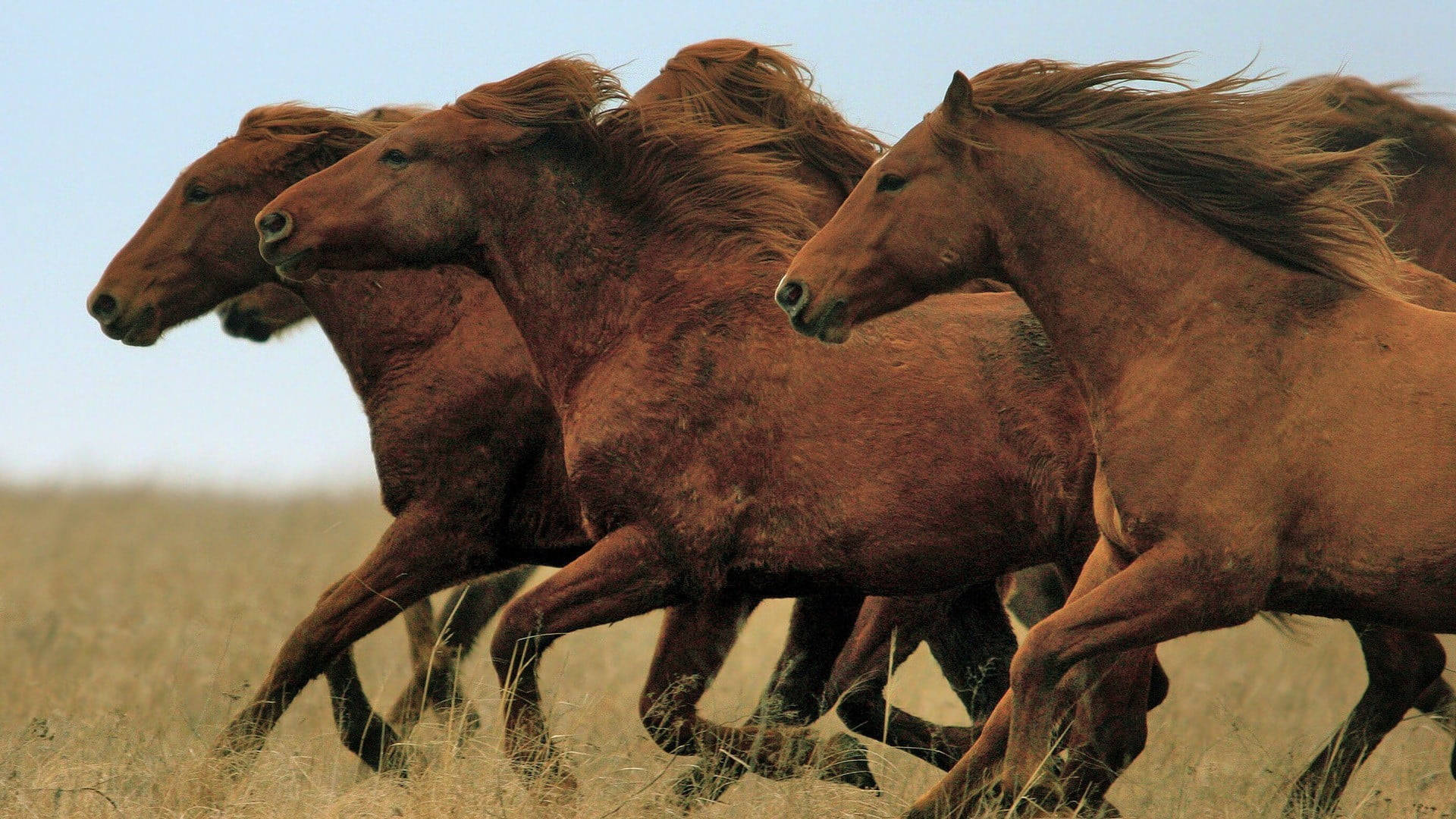 chestnut horses, dry grassy plain, pale blue sky, Full HD Desktop Wallpaper