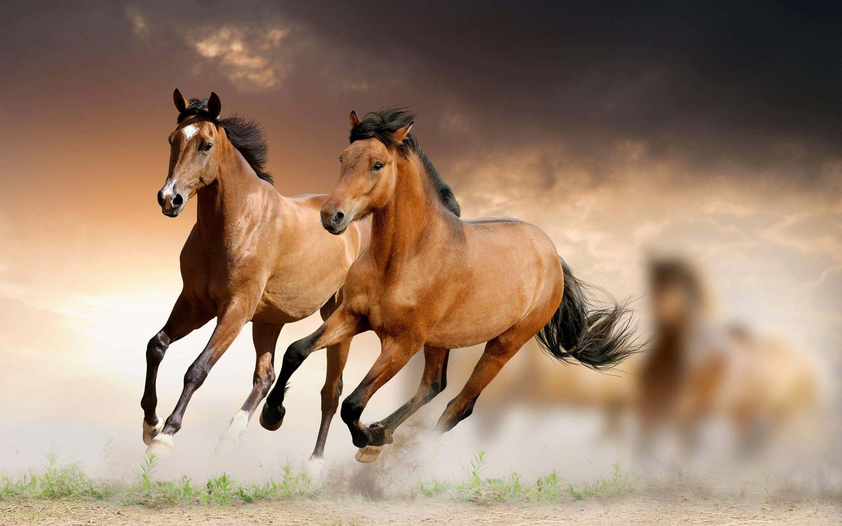 chestnut horses, dusty terrain, twilight sky, 2K Desktop Wallpaper