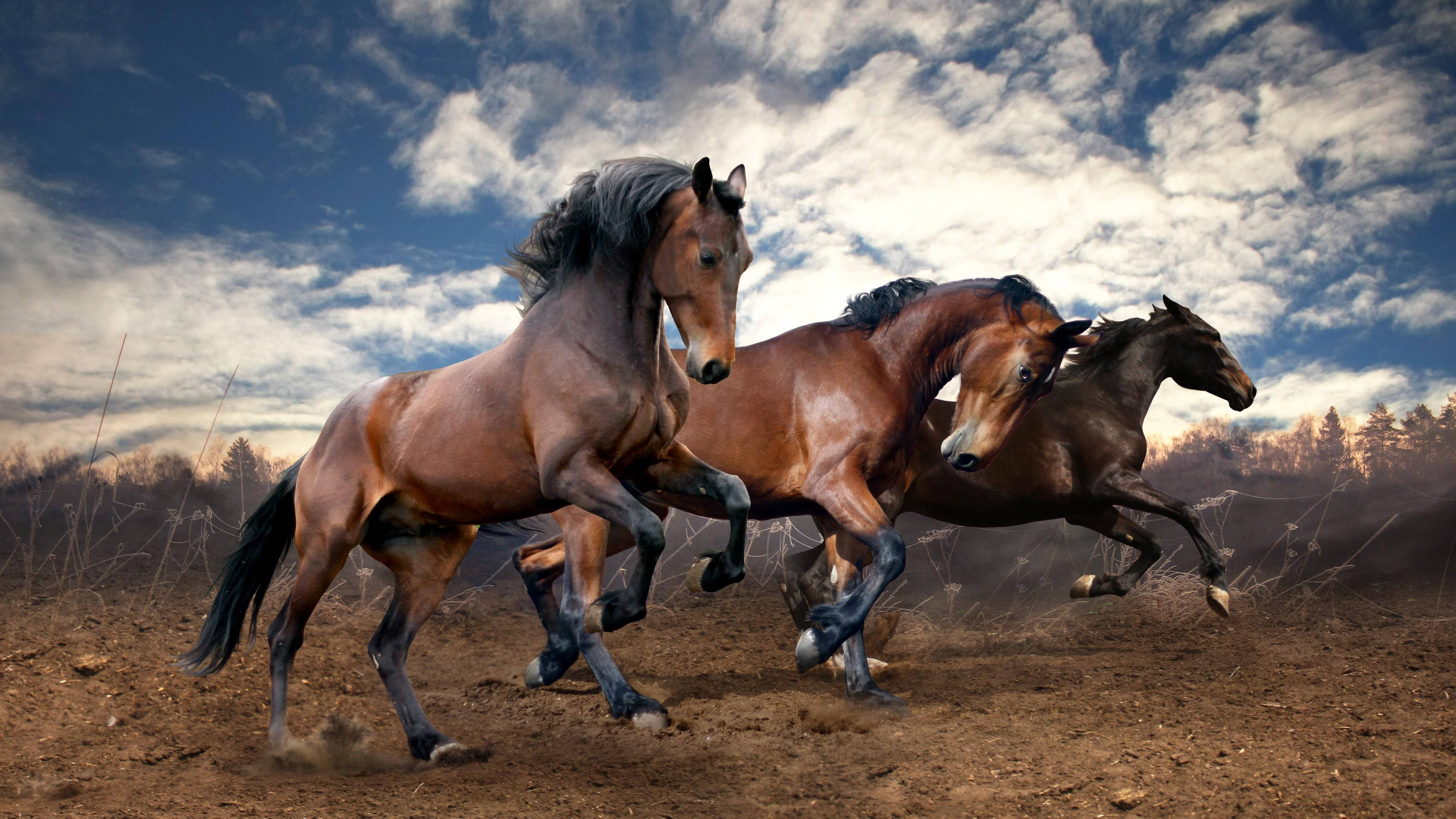 Beautiful Horses, cloudy day, dusty field, 4K Desktop Wallpaper