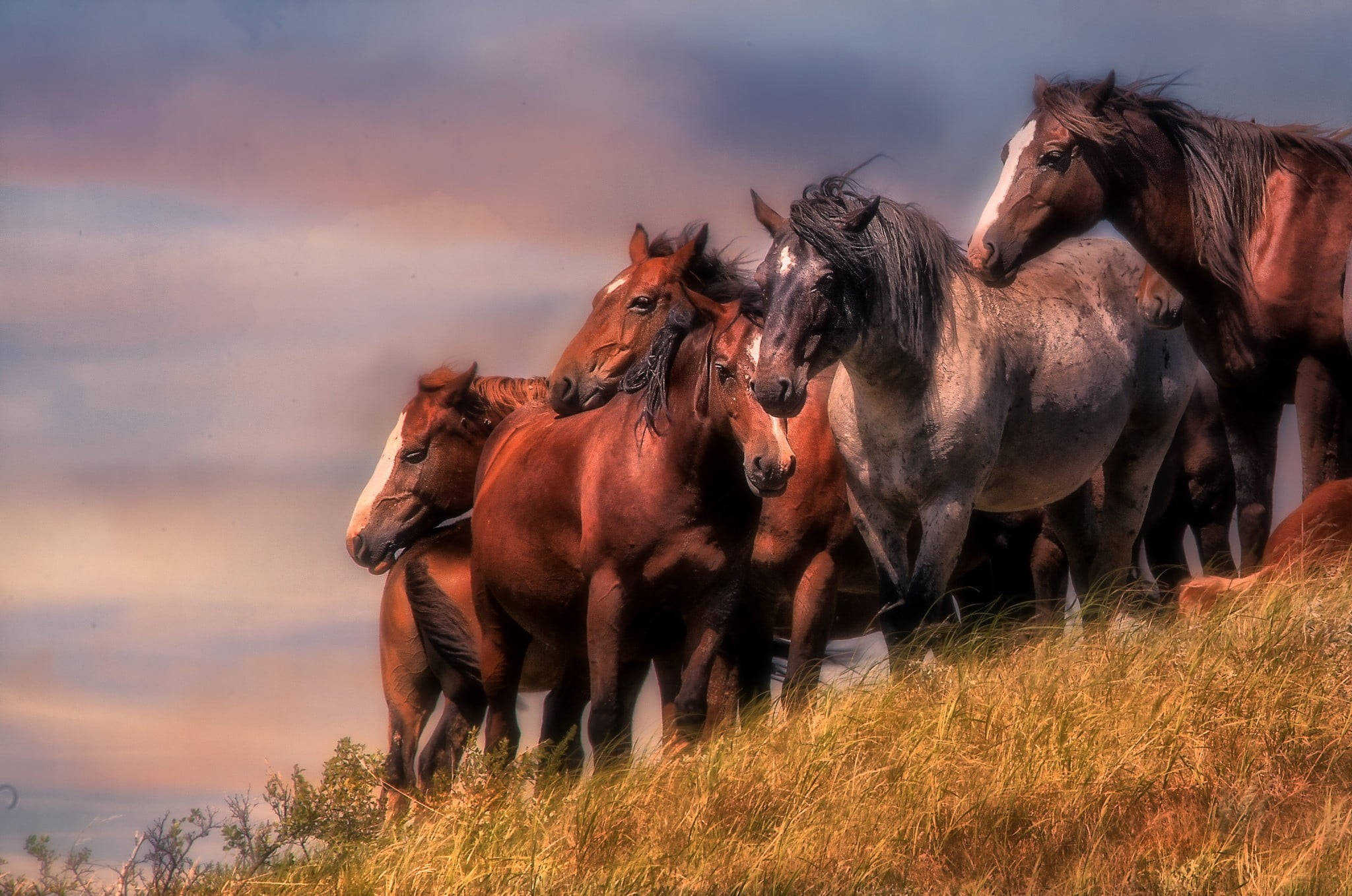 wild horses, grassy hill, sunlit, Full HD Desktop Wallpaper