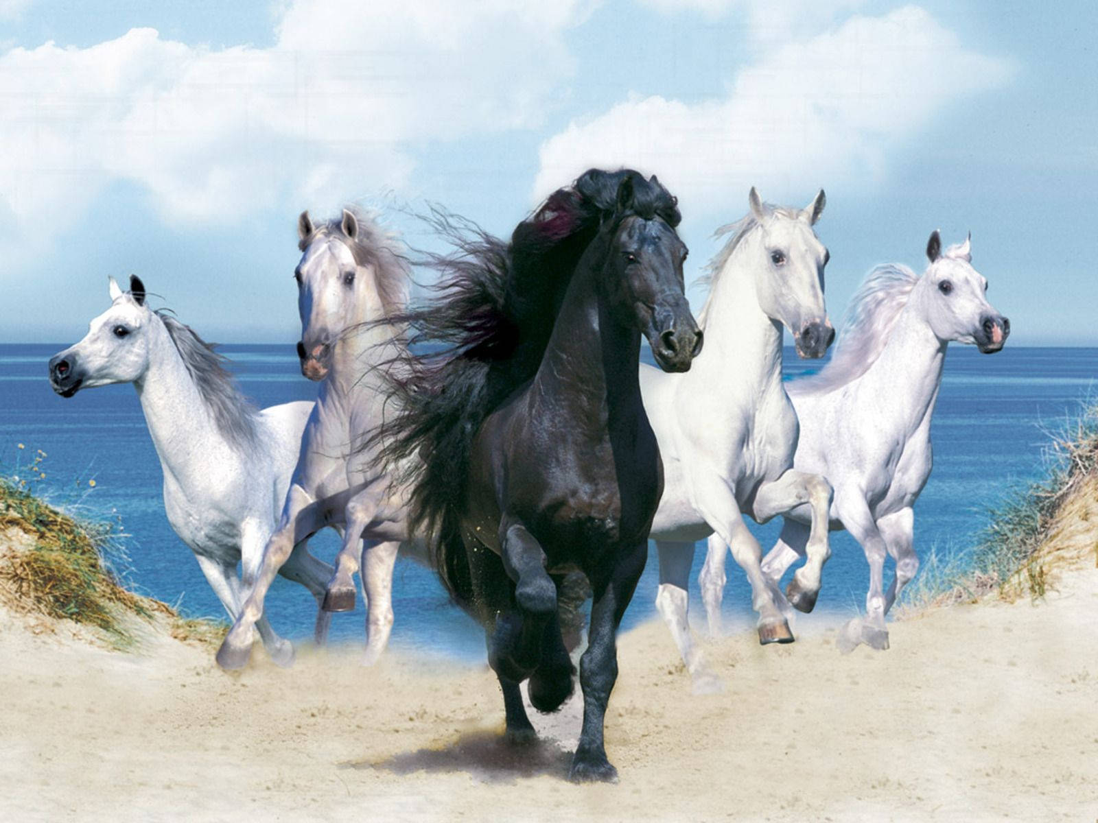 black horse, white, sunlit beach dune, HD Desktop Wallpaper