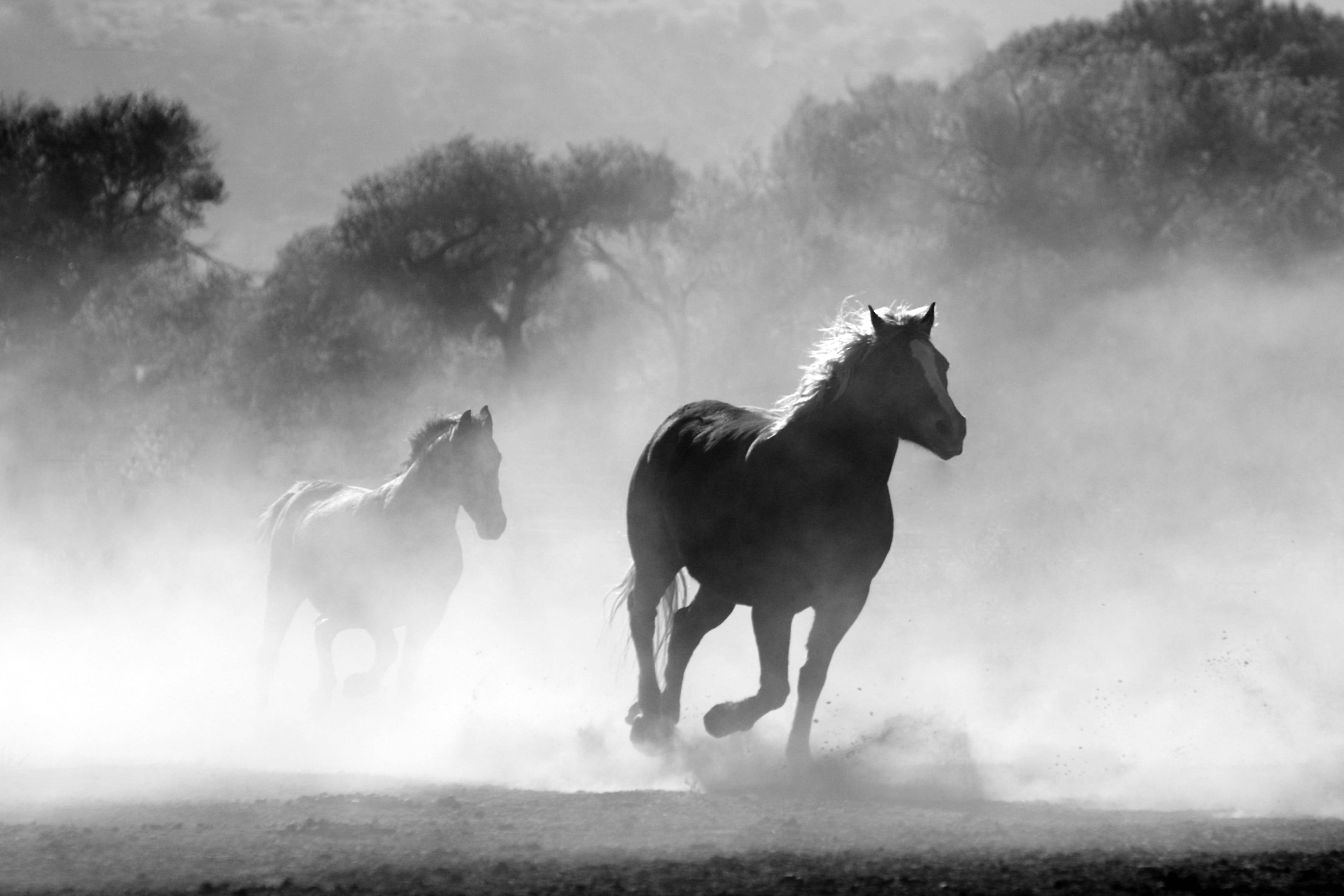 Beautiful Horses, dusty field, black and white photo, 4K Desktop Wallpaper