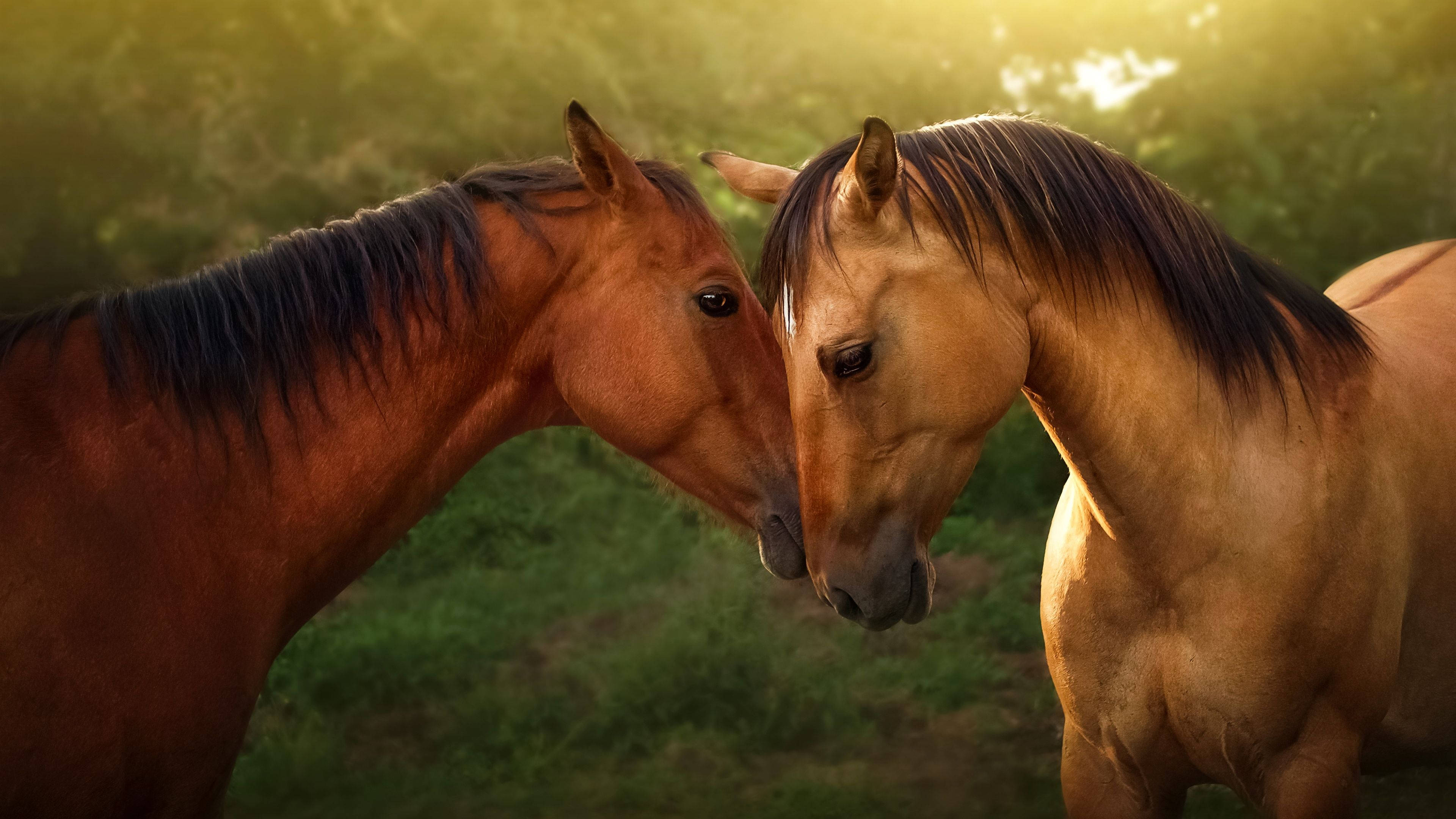 Beautiful Horses, heads together, sunlit meadow, 4K Desktop Wallpaper