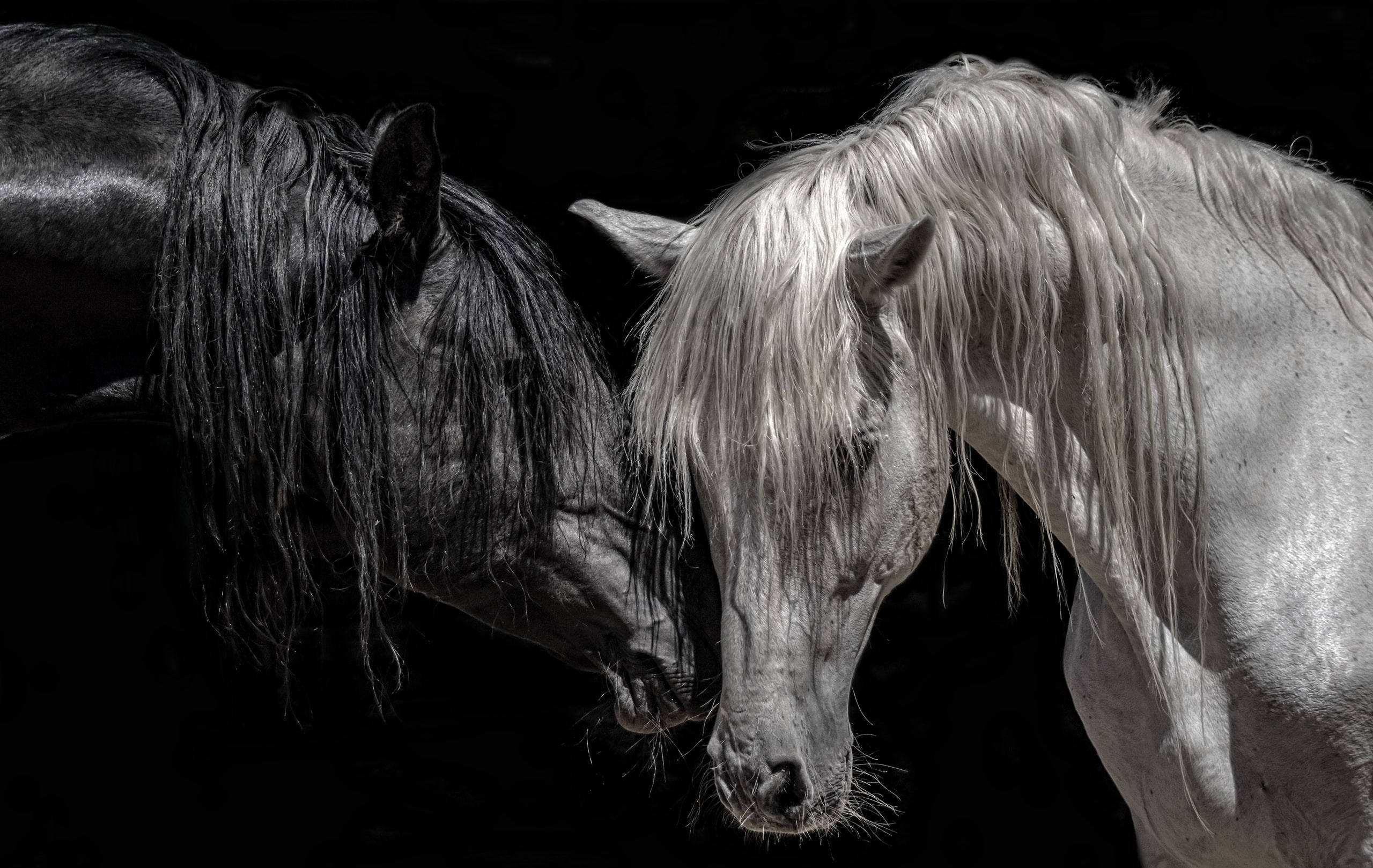 black horse, white horse, wet mane, 2K Desktop Wallpaper