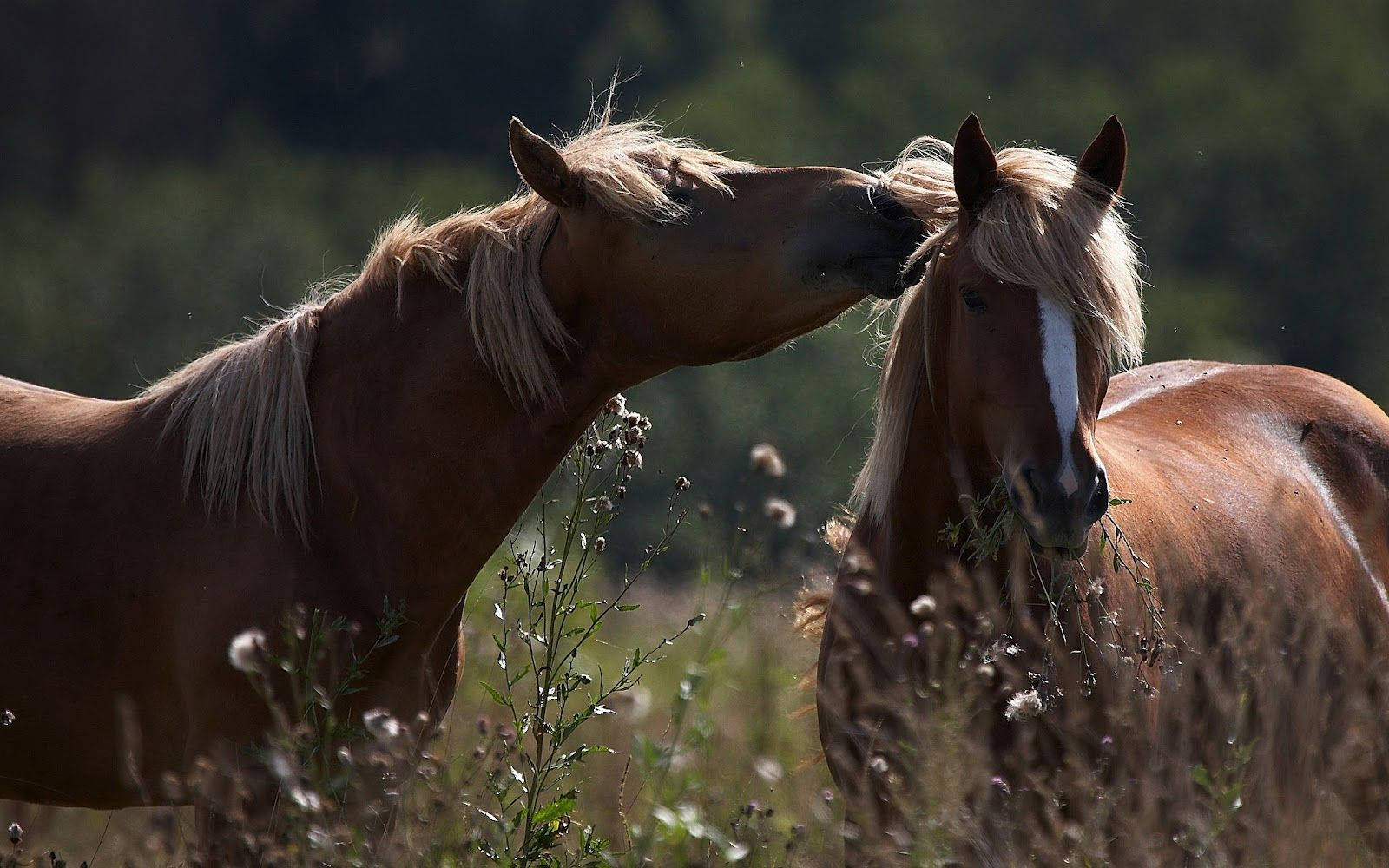 chestnut horses, sunlit field, tall grass, HD Desktop Wallpaper