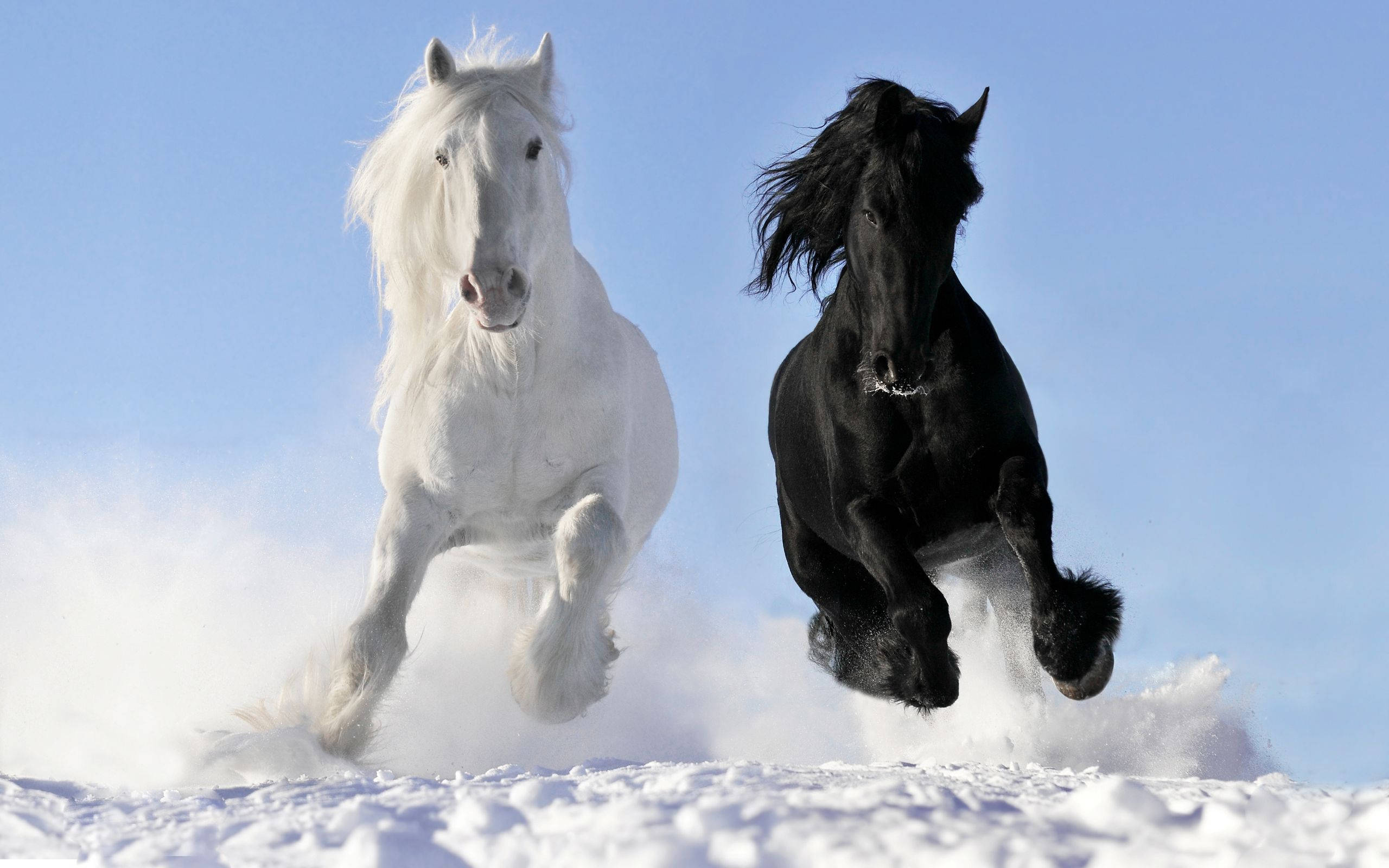 black and white horse, snowy terrain, clear blue sky, 2K Desktop Wallpaper
