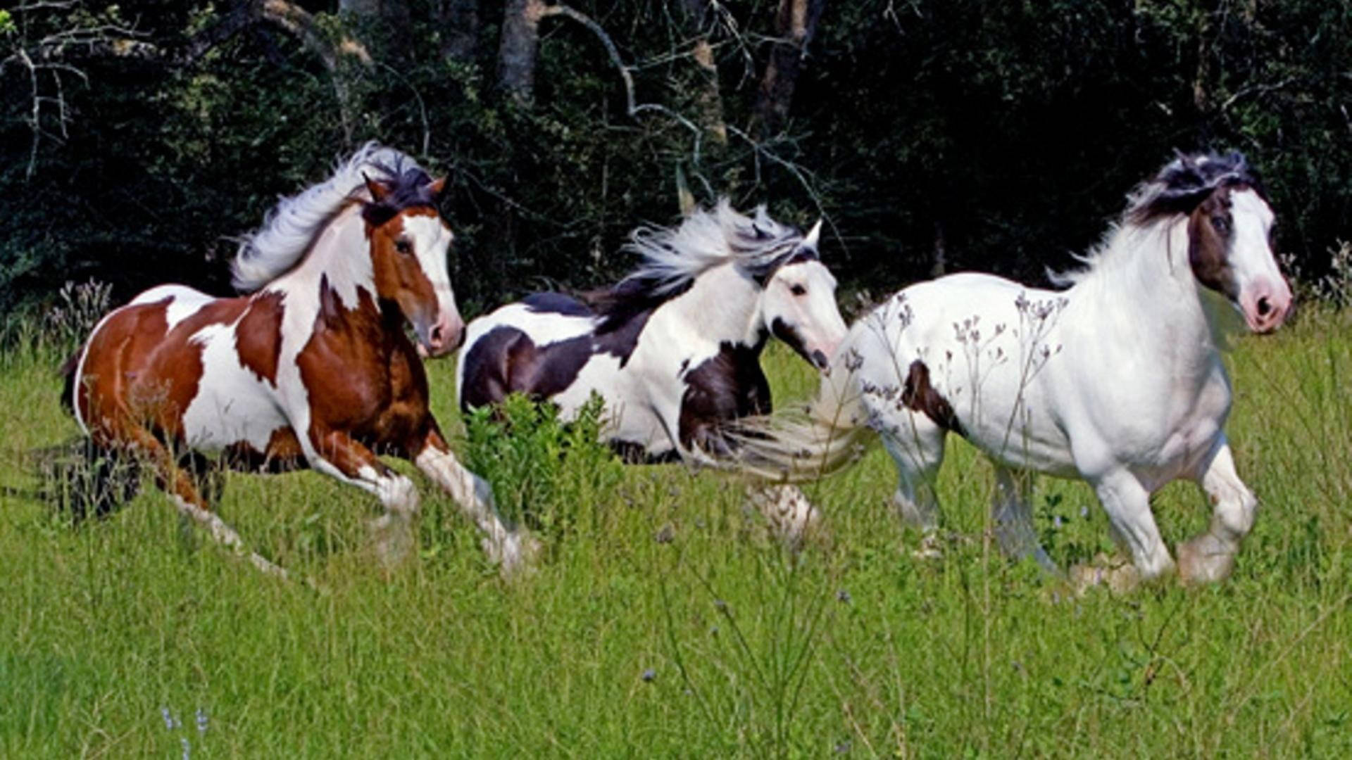 pinto horses, meadow, tall green grass, Full HD Desktop Wallpaper