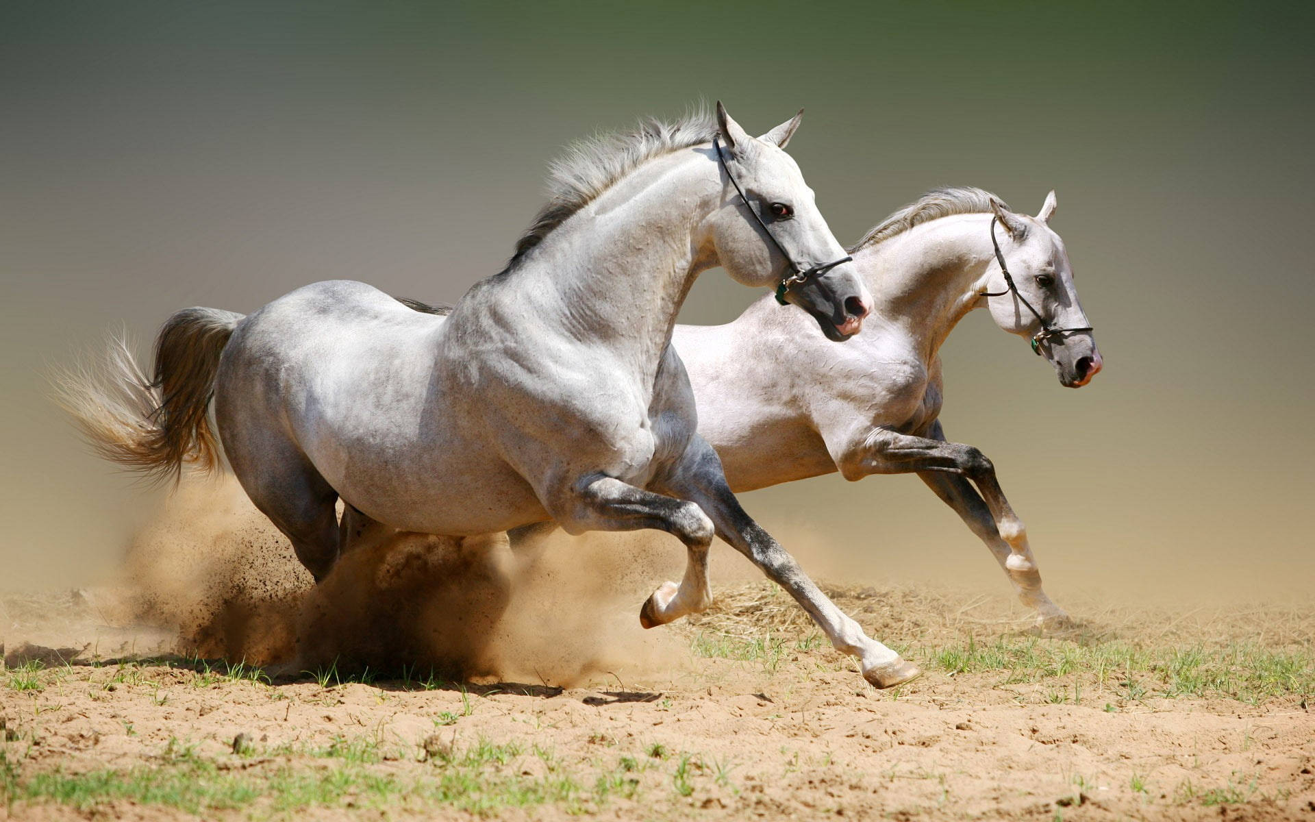white horses, dusty terrain, clouds of earth, Full HD Desktop Wallpaper