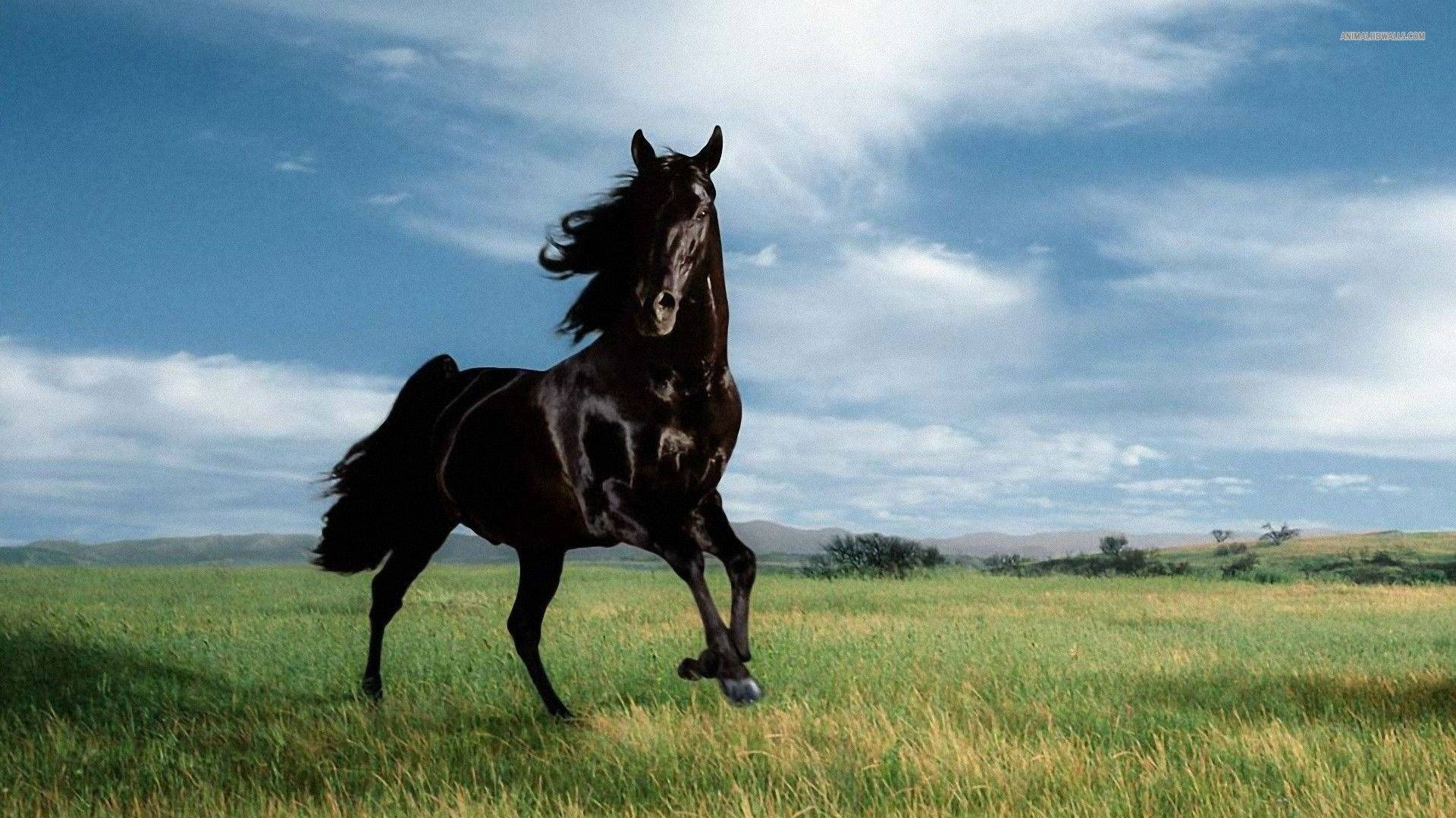 black horse, lush pasture, sunlit grassy field, Full HD Desktop Wallpaper