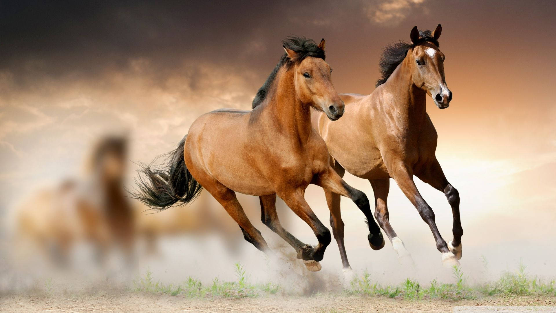 chestnut horses, dusty terrain, twilight sky, Full HD Desktop Wallpaper
