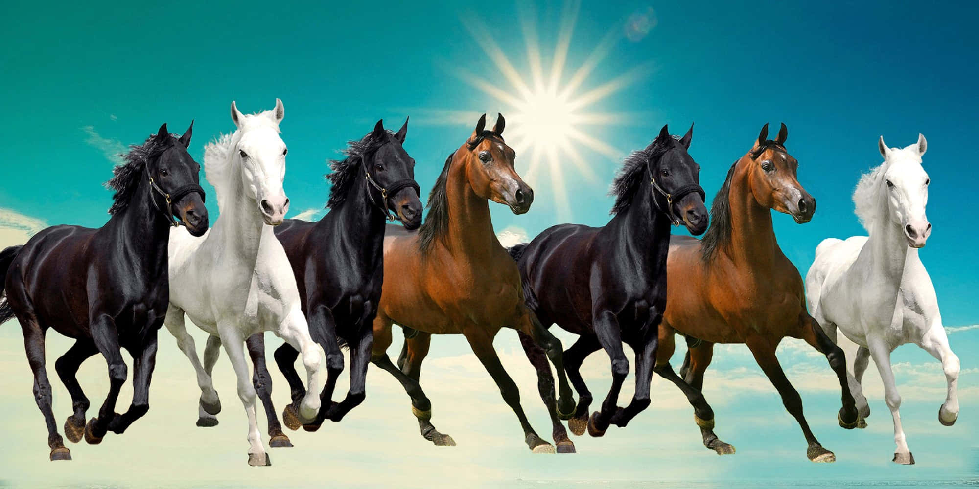 7 horses, brown, white, Full HD Desktop Wallpaper