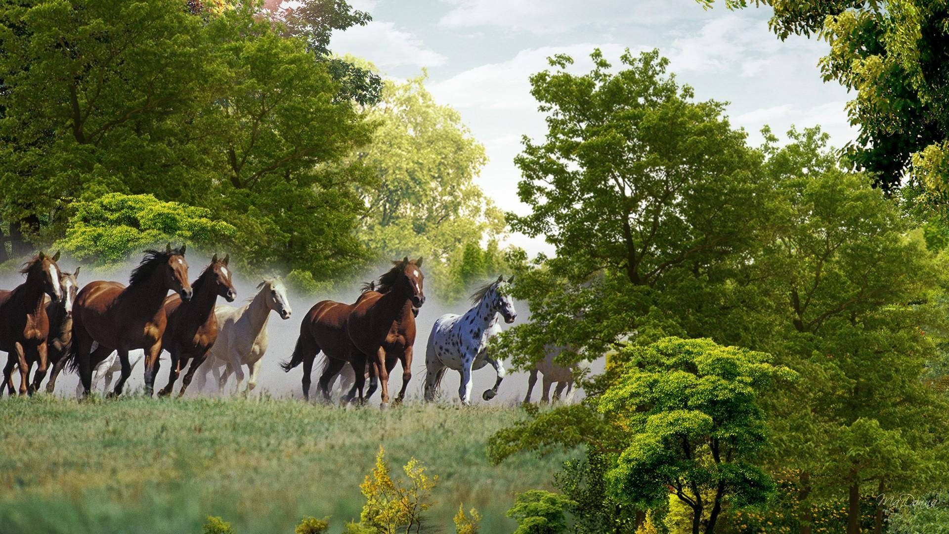 wild horses, sunlit meadow, lush green trees, Full HD Desktop Wallpaper