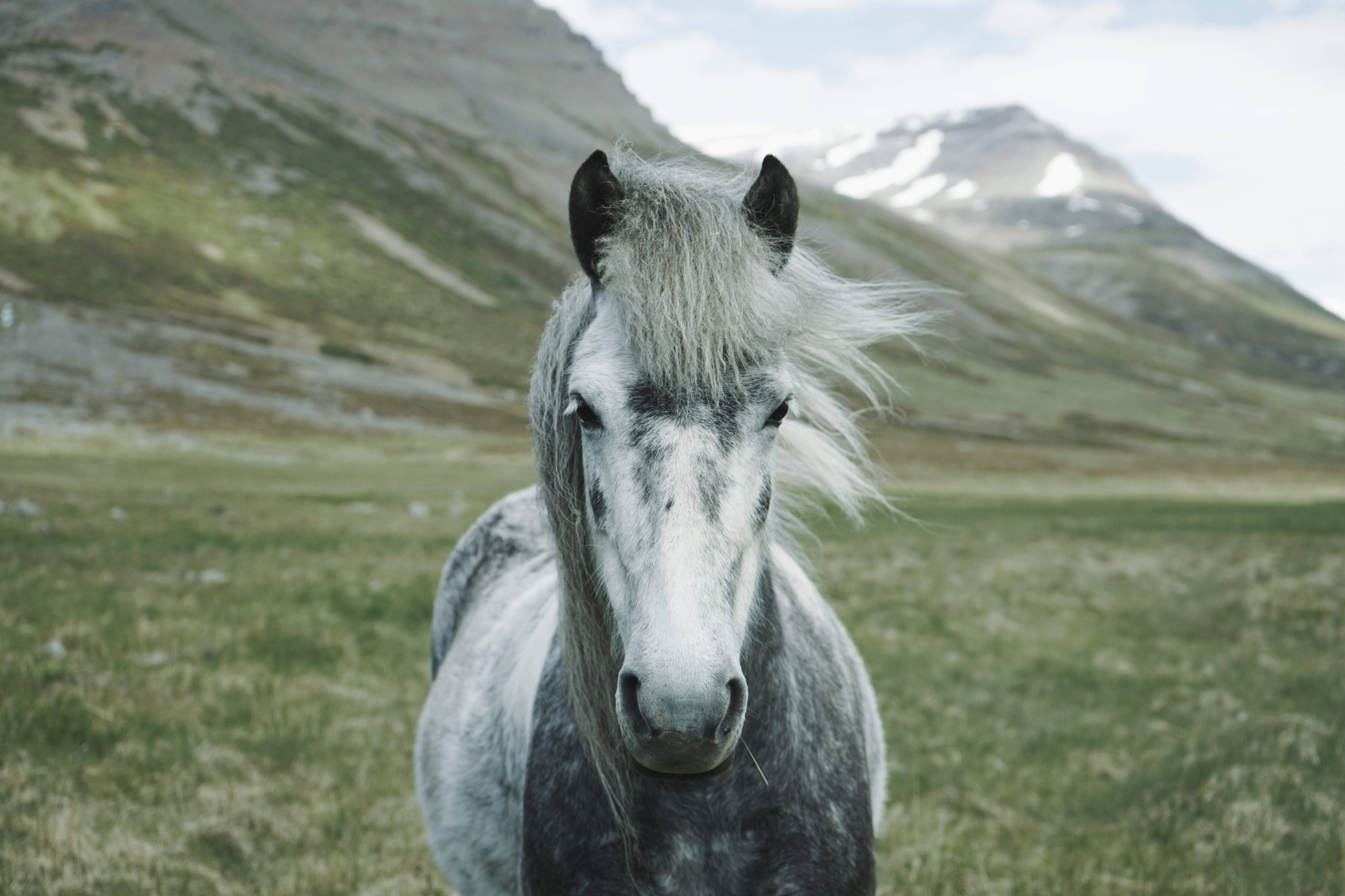 dappled gray horse, grassy field, snow-capped mountains, 4K Desktop Wallpaper