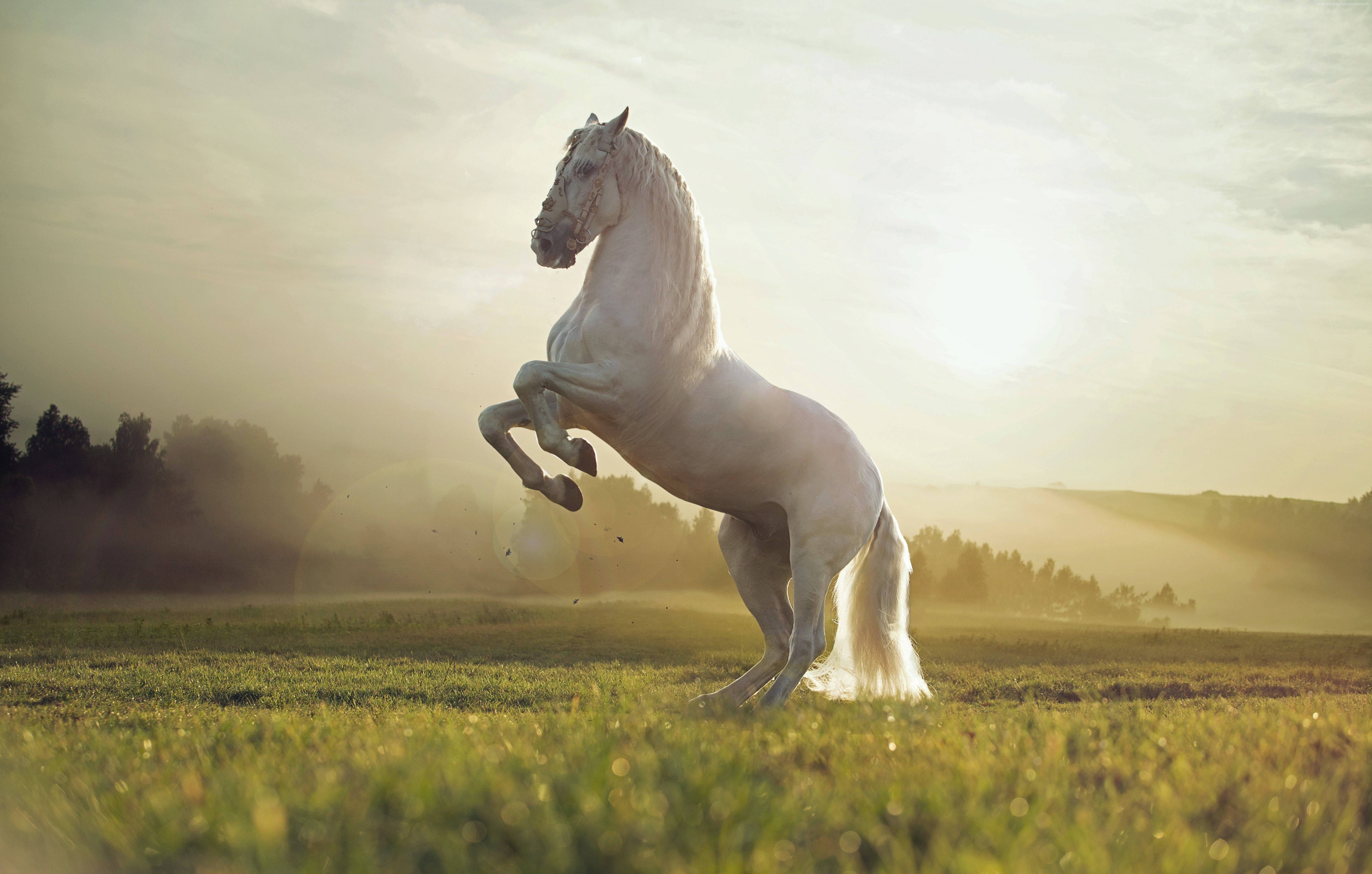 majestic white horse, sunlit field, golden light, 5K Desktop Wallpaper
