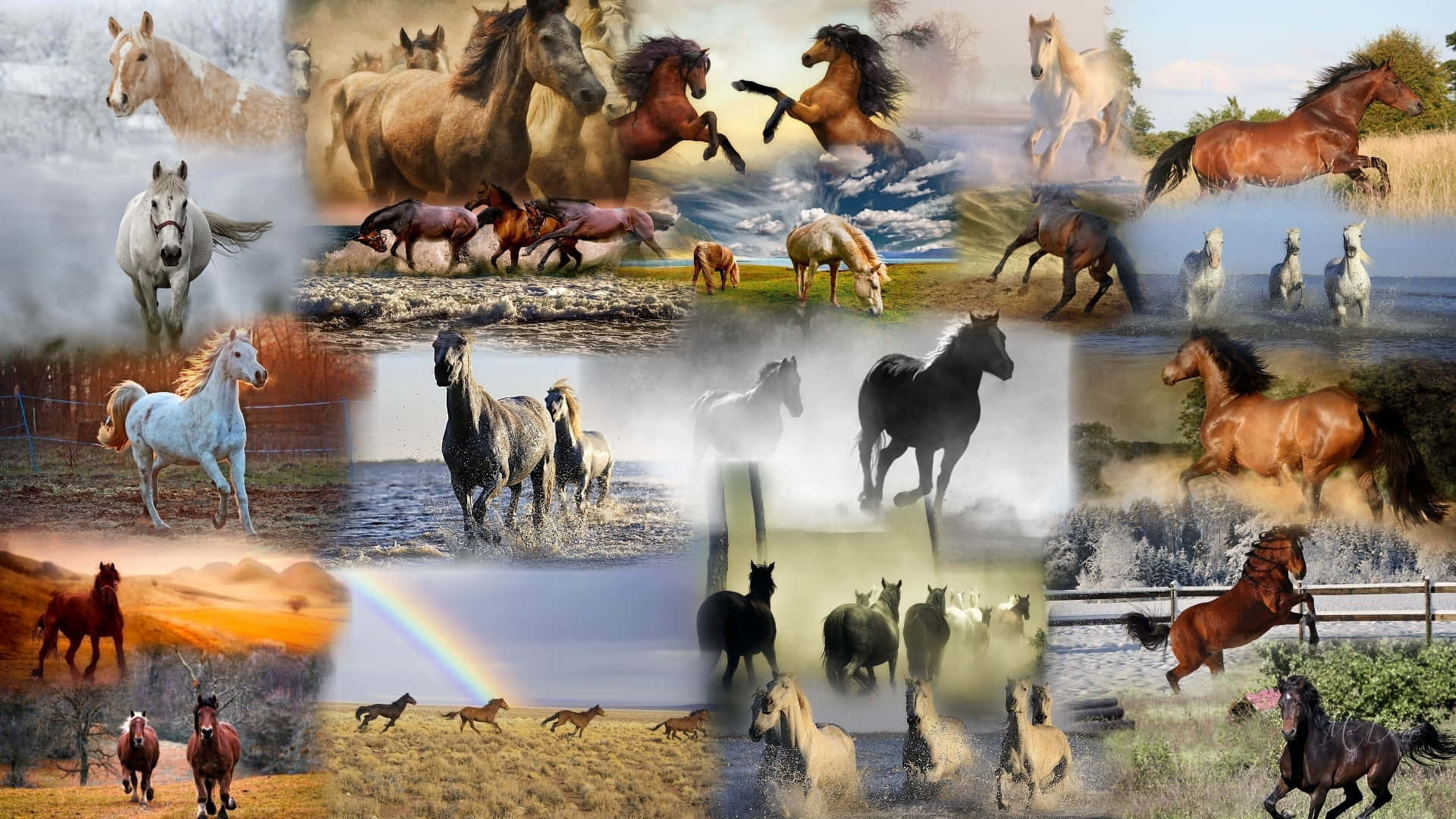 horse, collage, galloping, Full HD Desktop Wallpaper