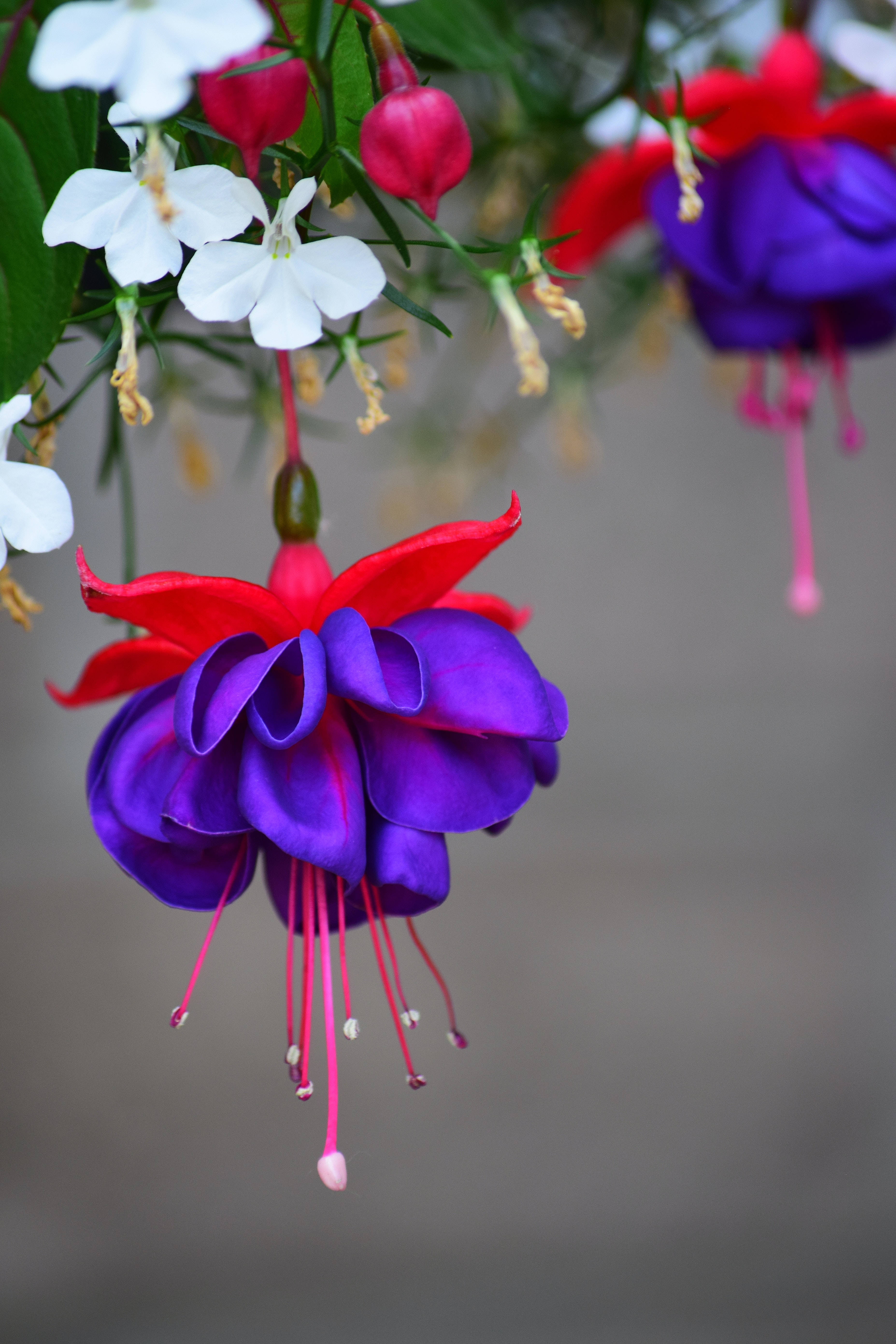 iPhone, fuchsia, flowers, 5K Phone Wallpaper