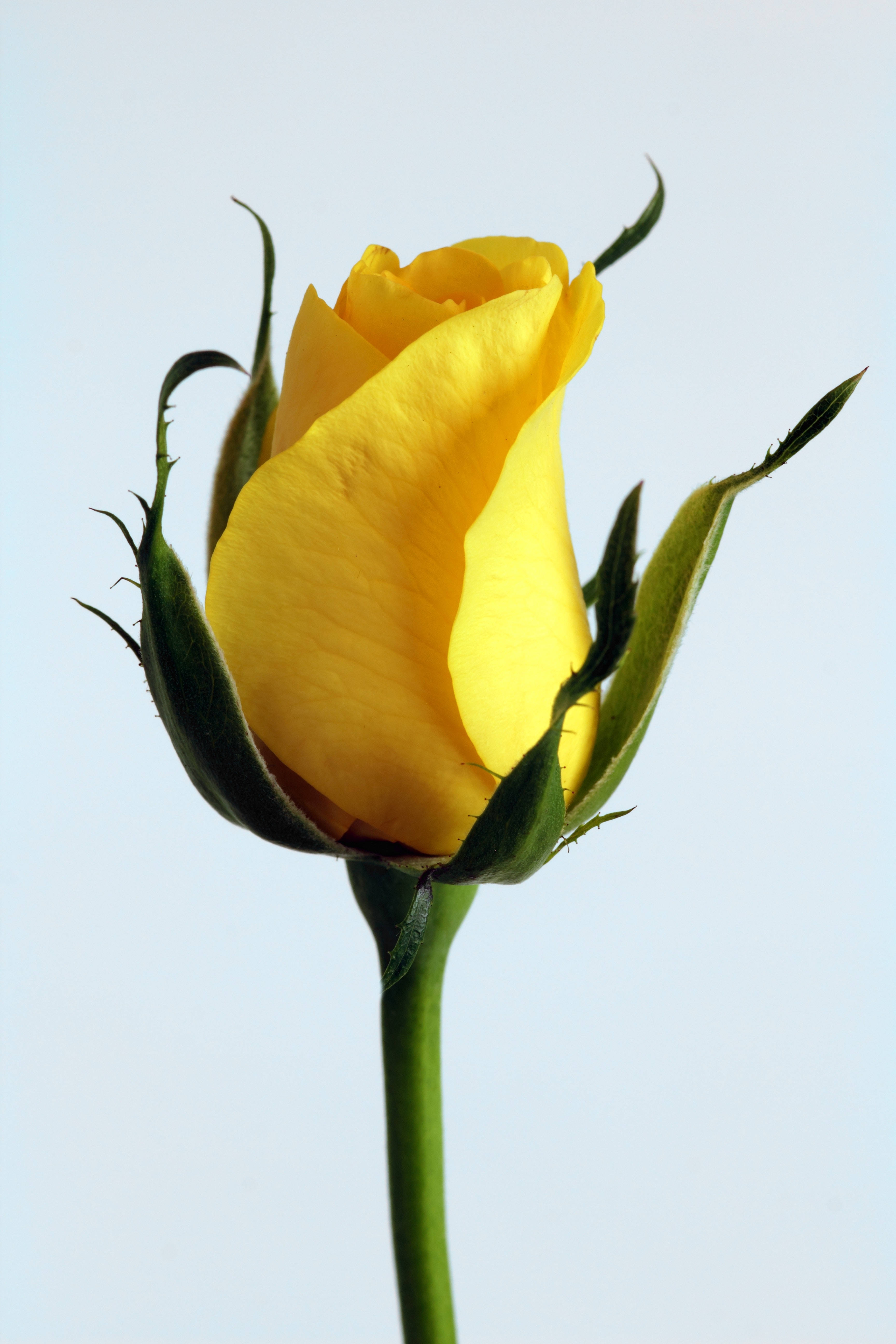 iPhone, yellow rose, green sepals, 5K Phone Wallpaper