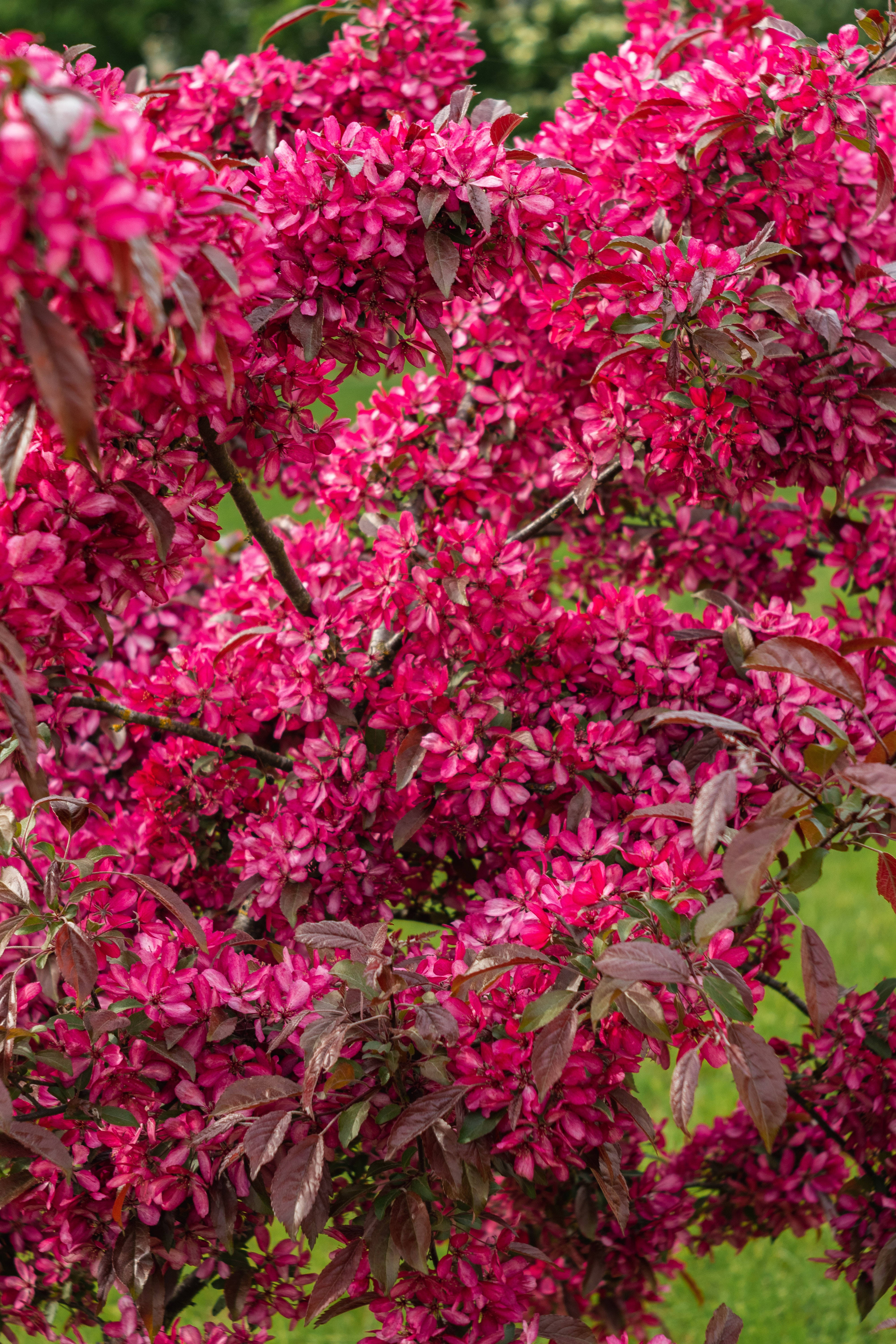iPhone, magenta blossoms, burgundy leaves, 5K Phone Wallpaper