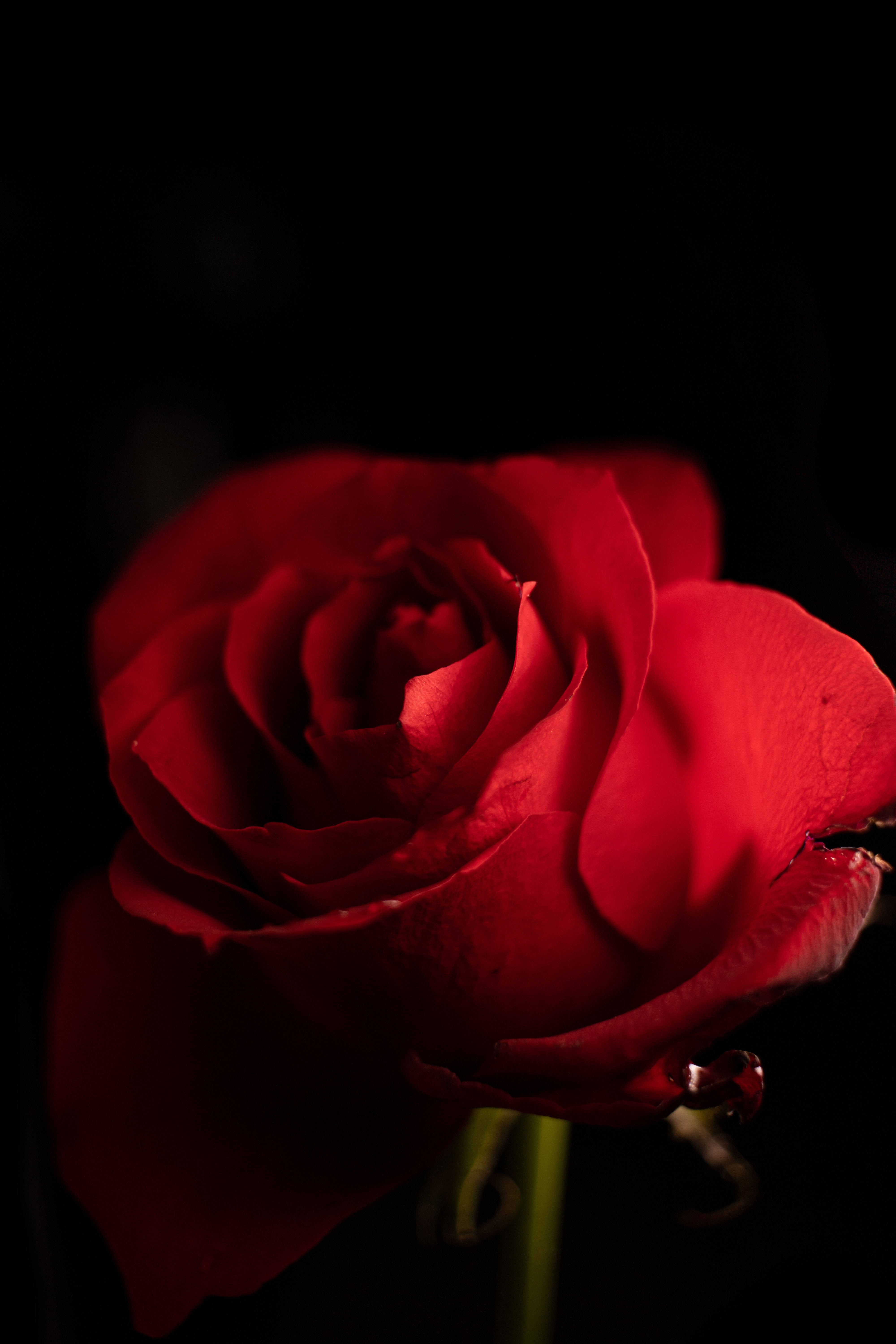 iPhone, red rose, pitch-black background, 5K Phone Wallpaper