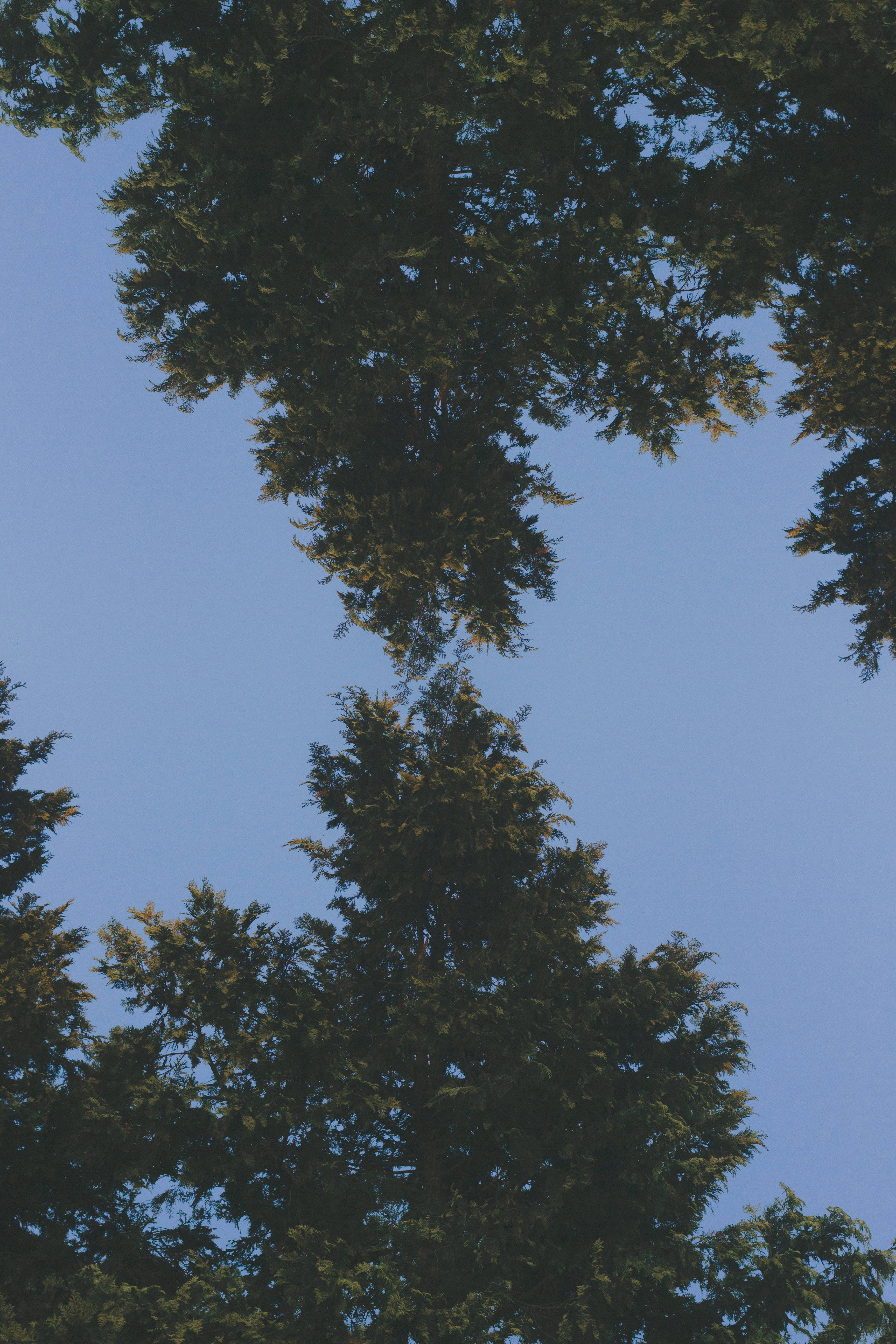 iPhone, tree tops, evergreen trees, 5K Phone Wallpaper